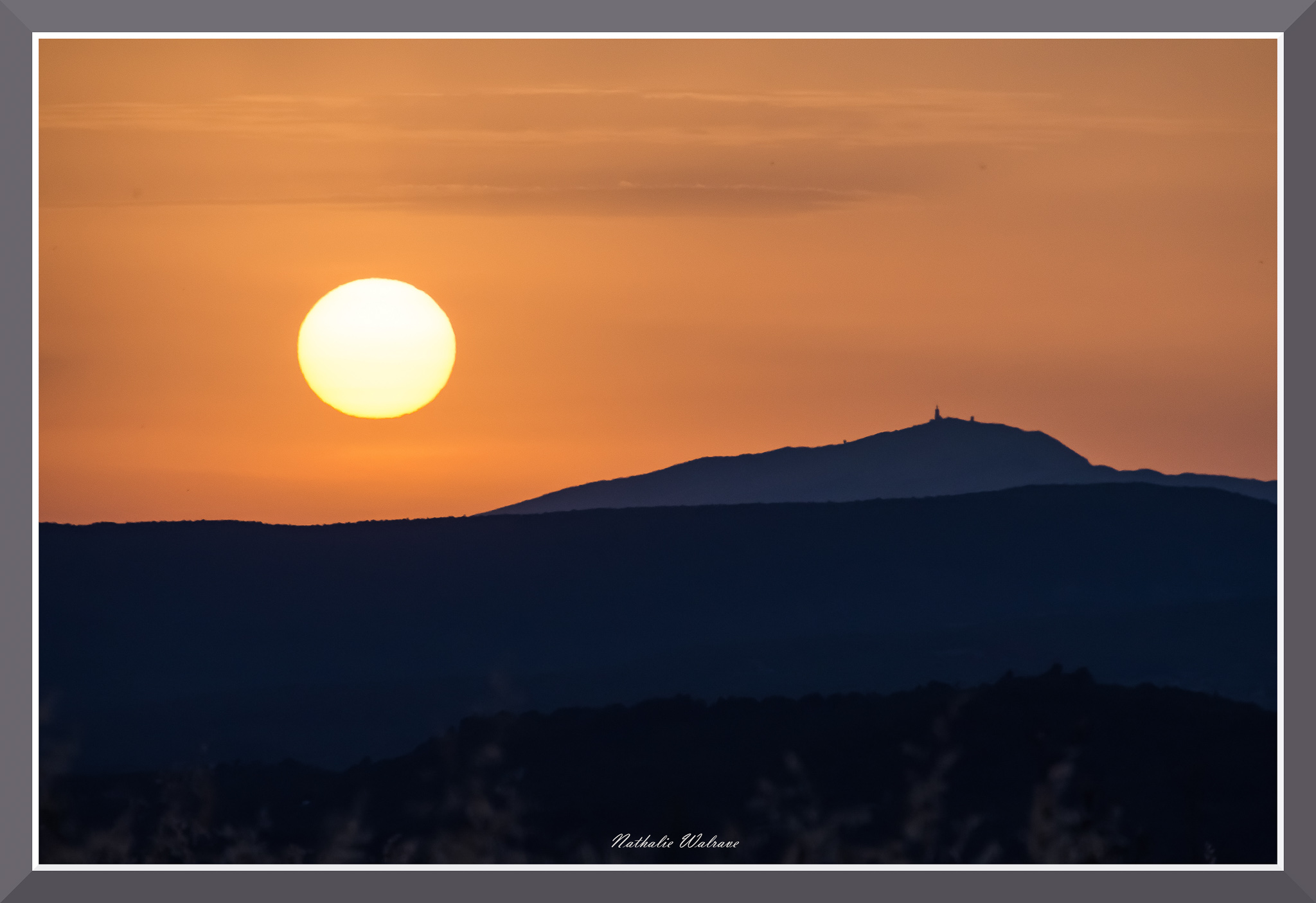 champs de lavande