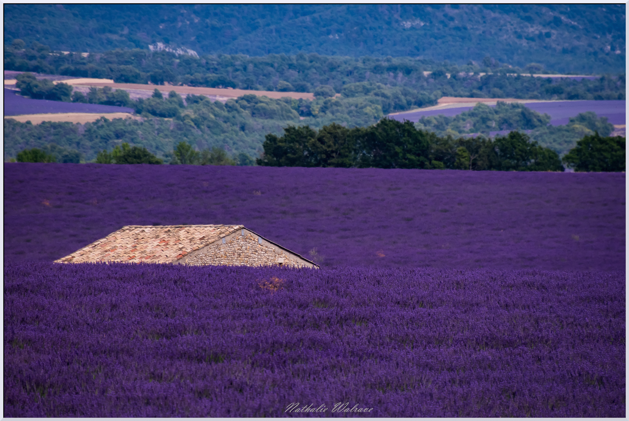 Champs de lavande de Valensole