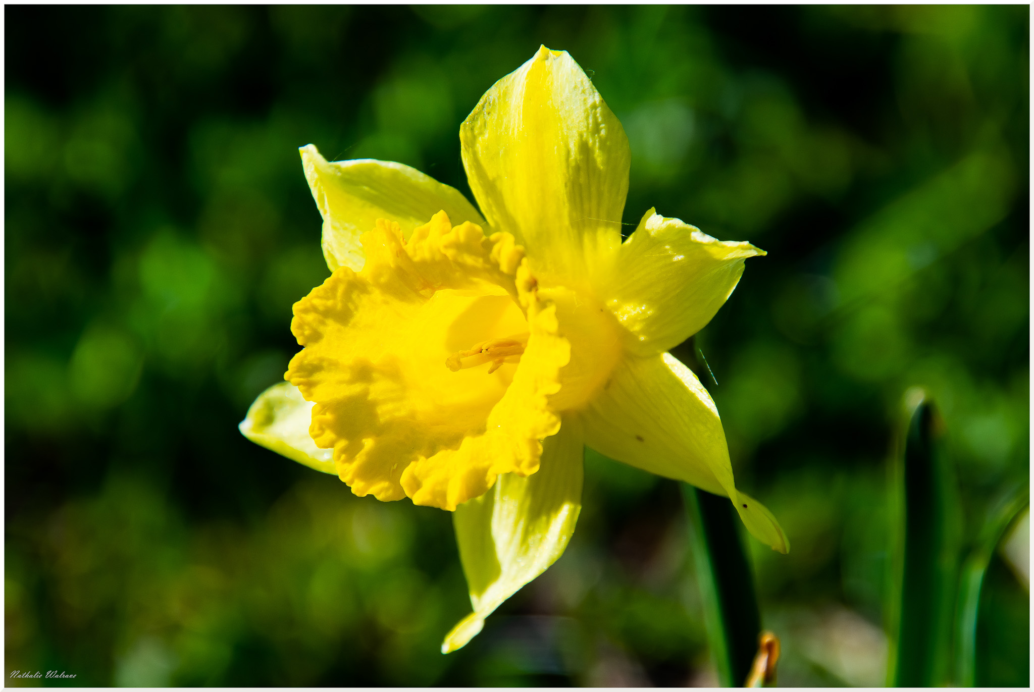 bouquetin