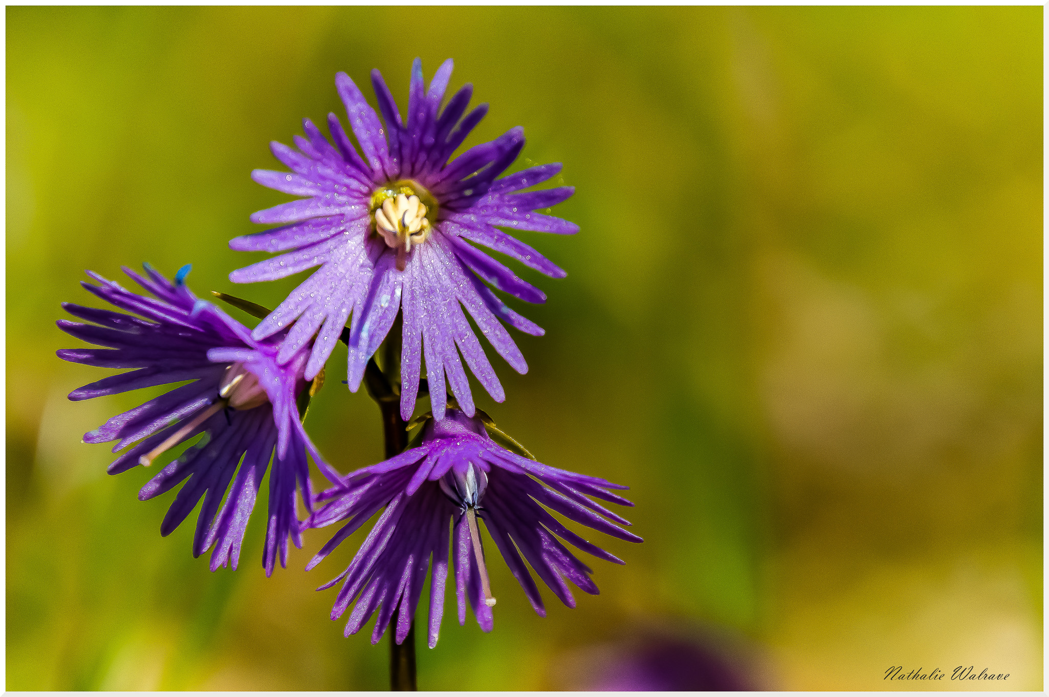 bouquetin
