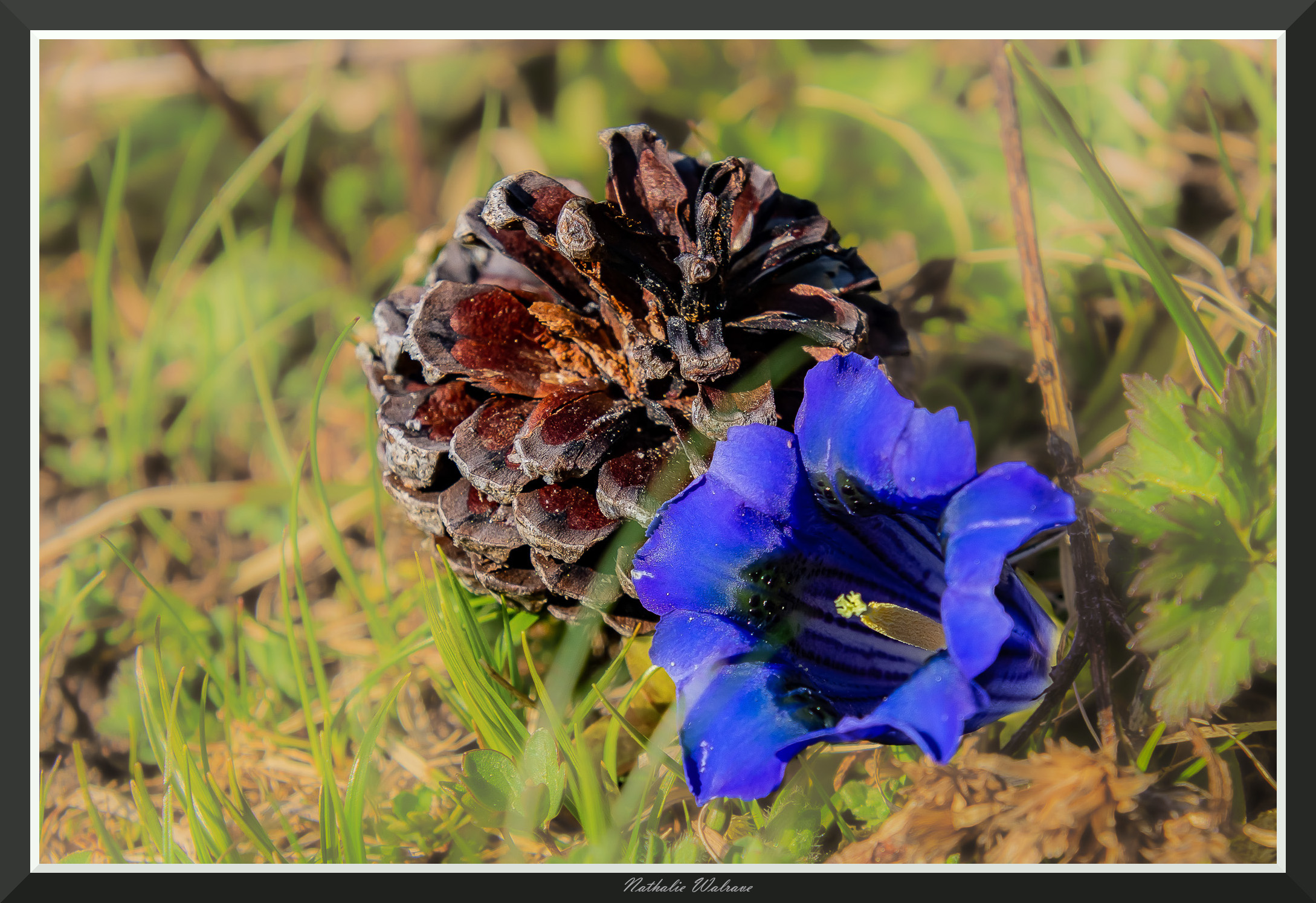bouquetin