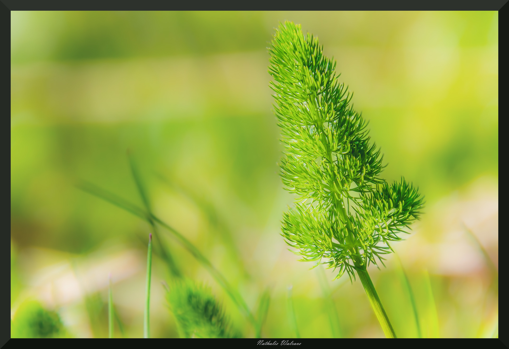 bouquetin