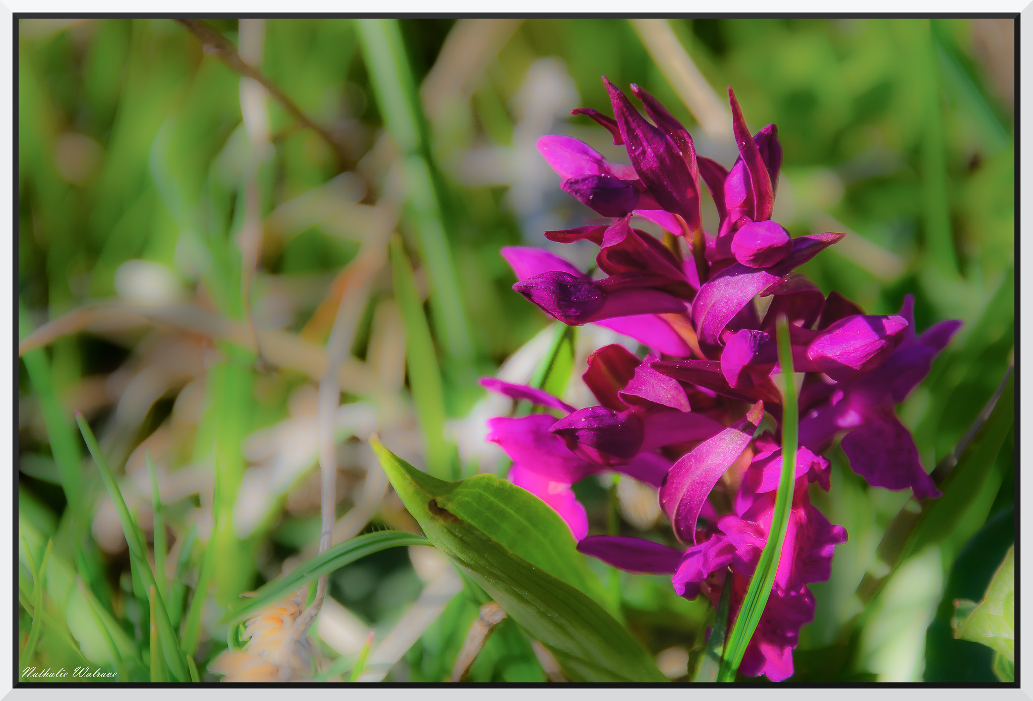 bouquetin