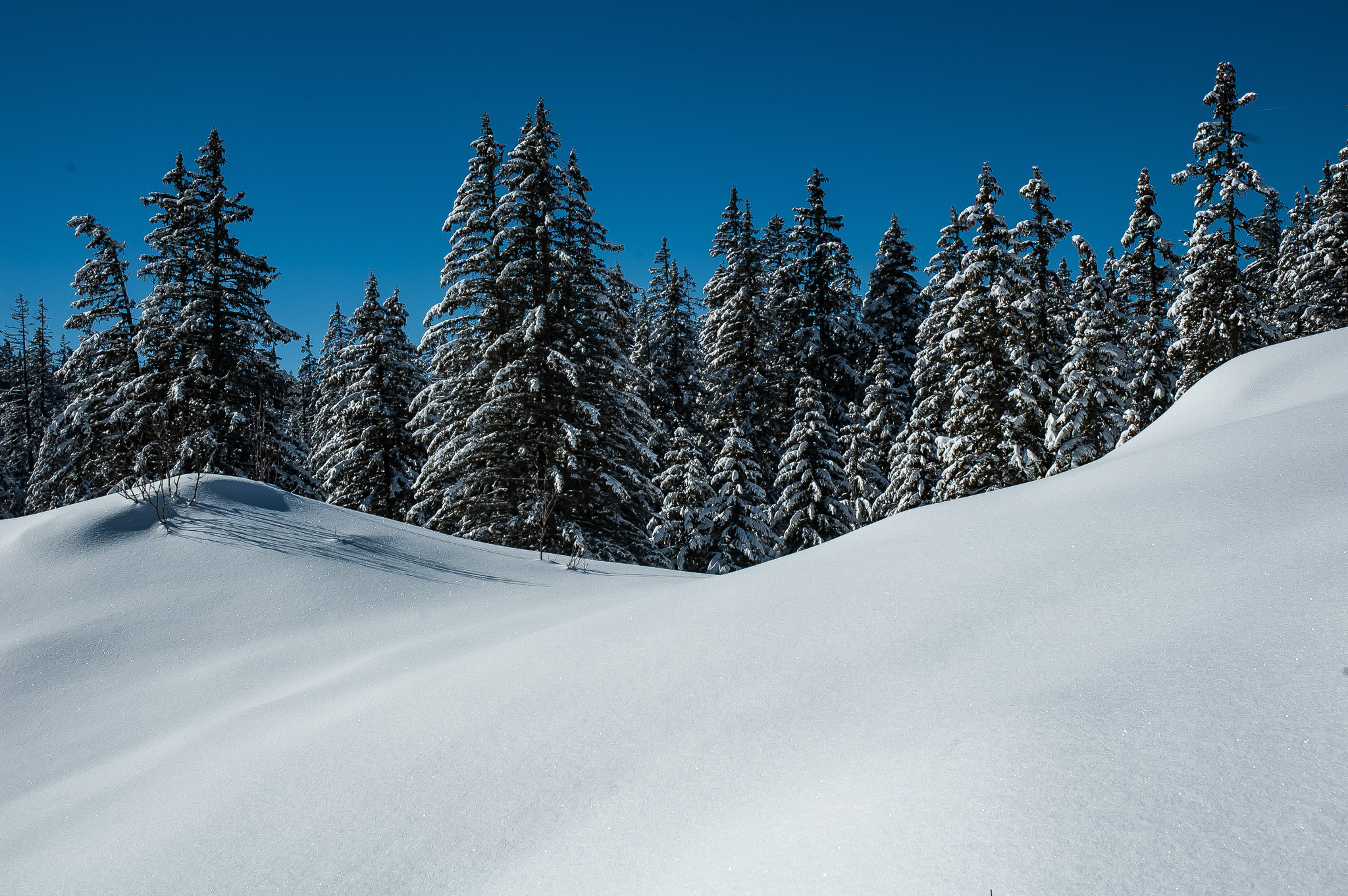 paysage enneigé