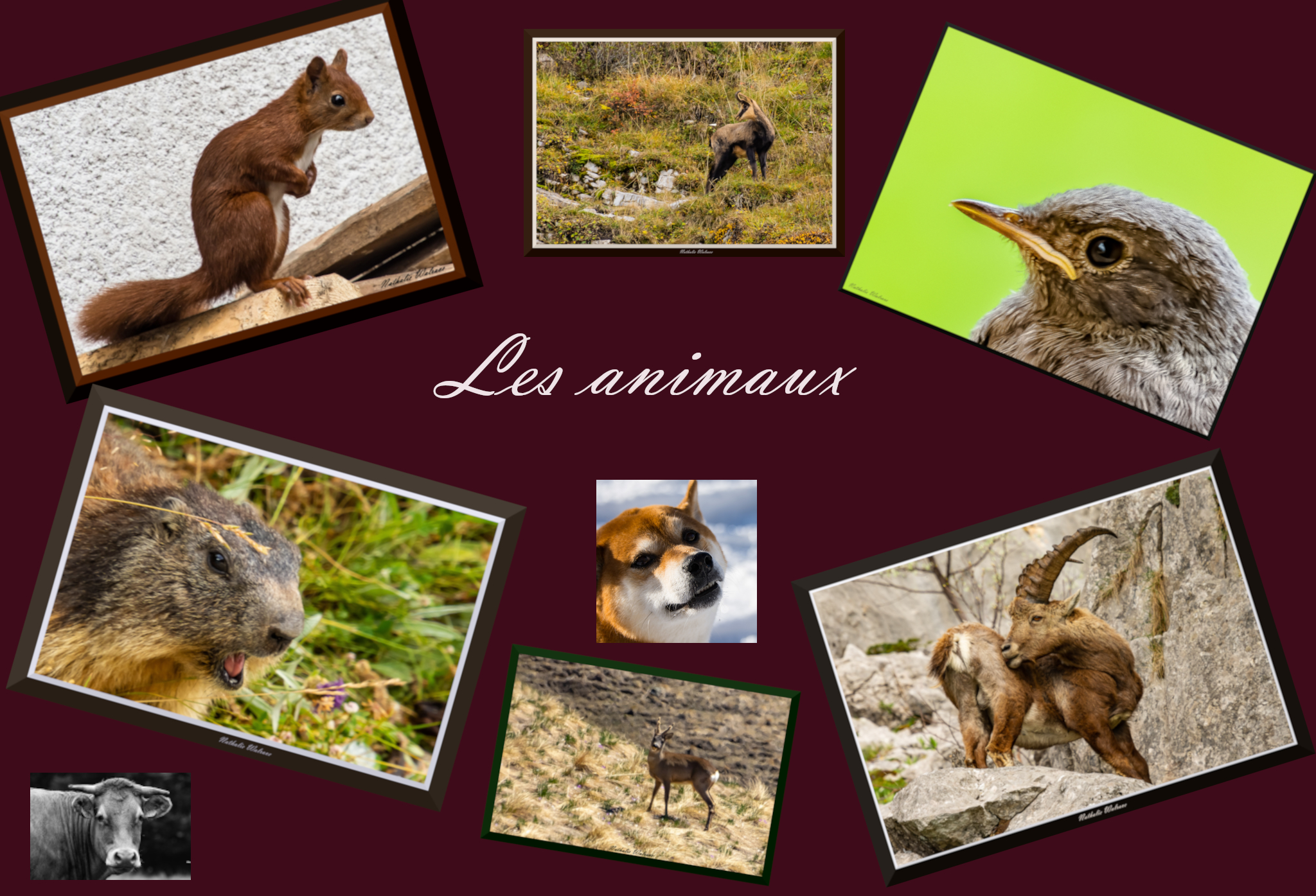 photo du lien vers la page faune