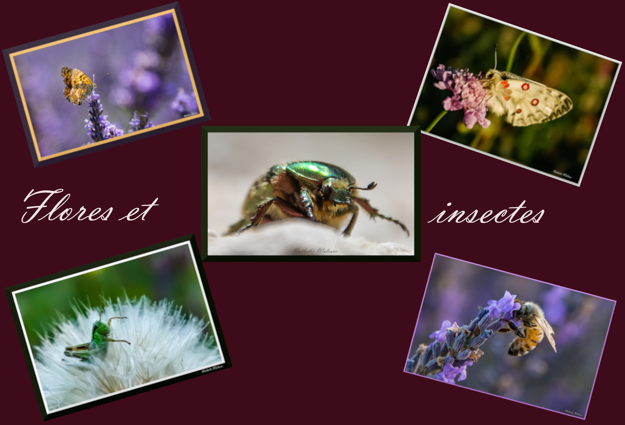 photo du lien vers la page flores et insectes