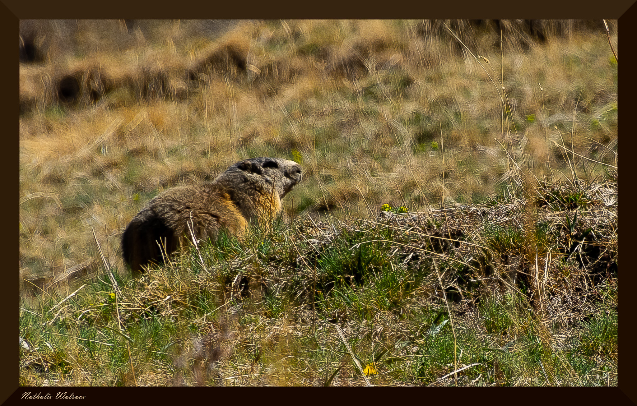 une marmotte