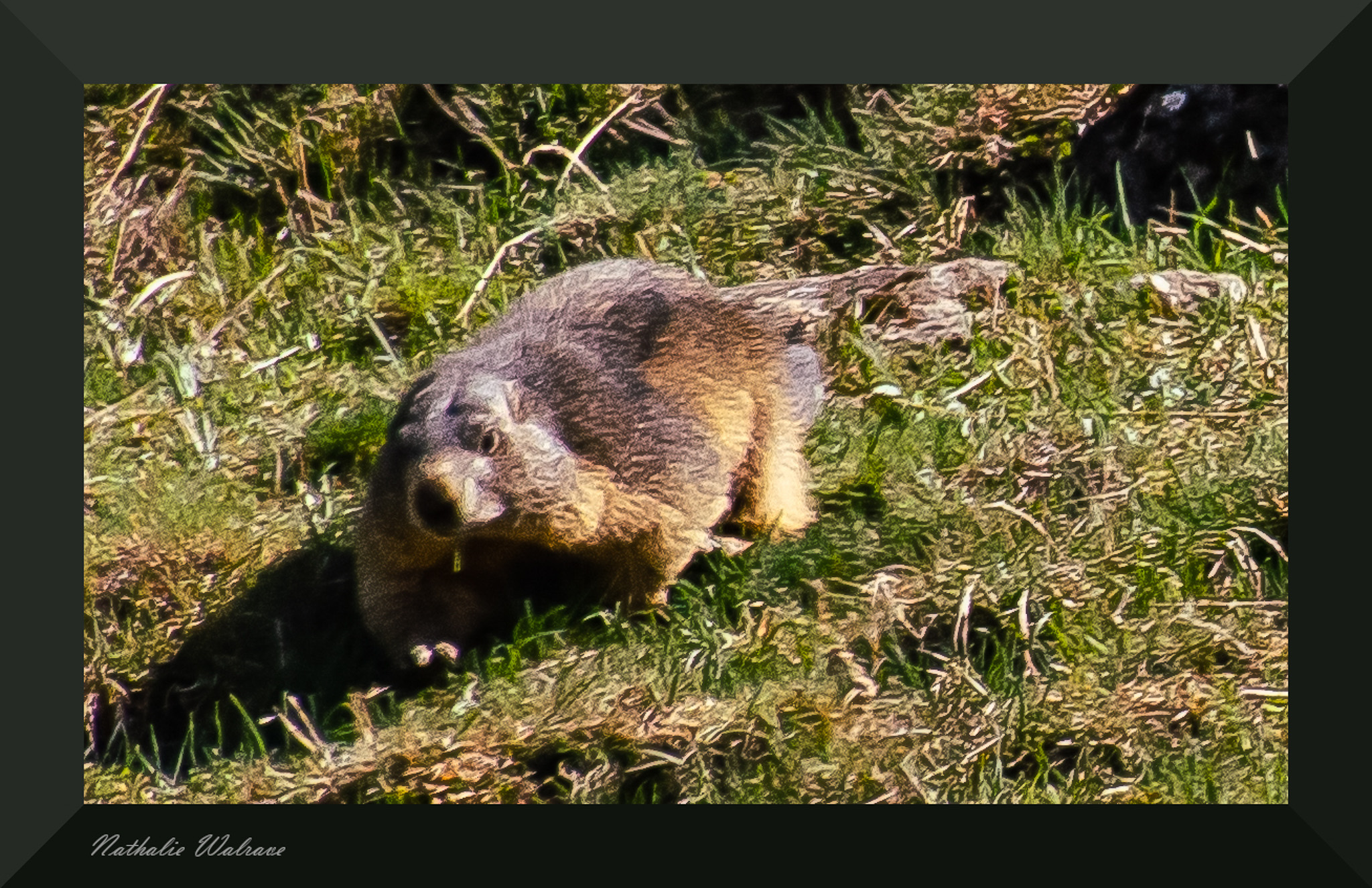 une marmotte