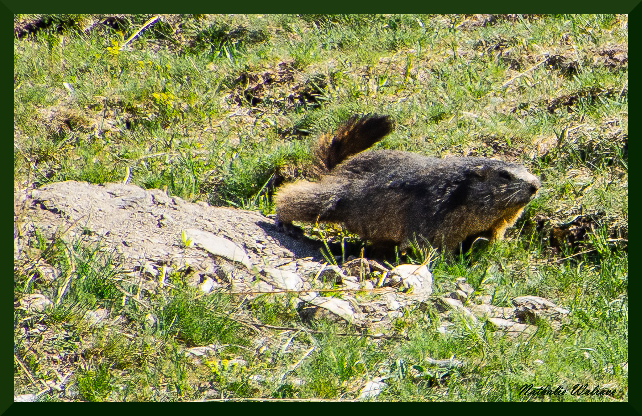 une marmotte