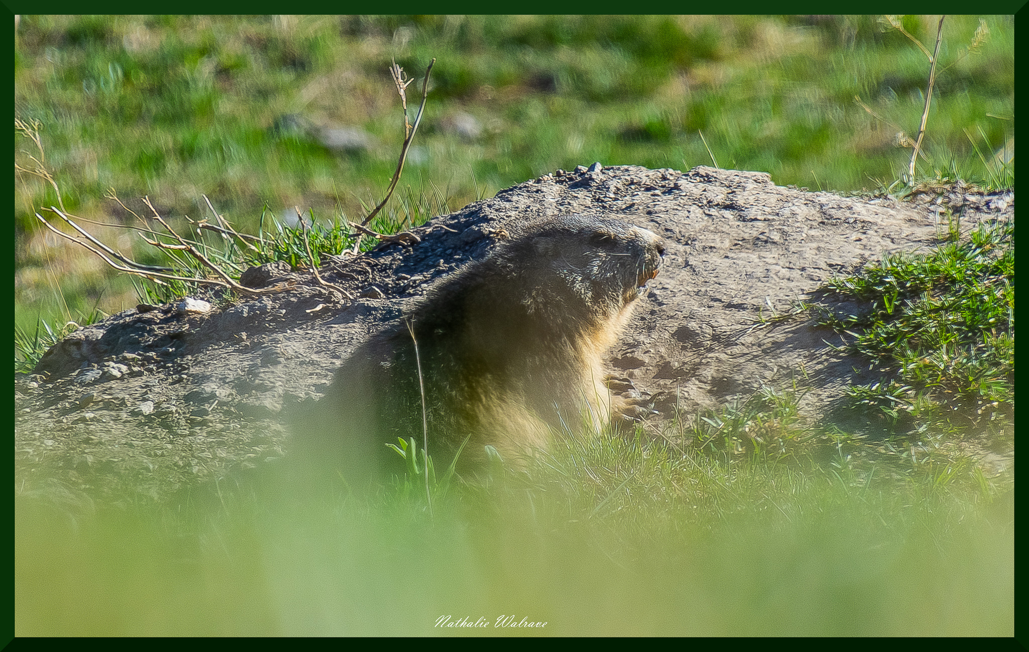 une marmotte