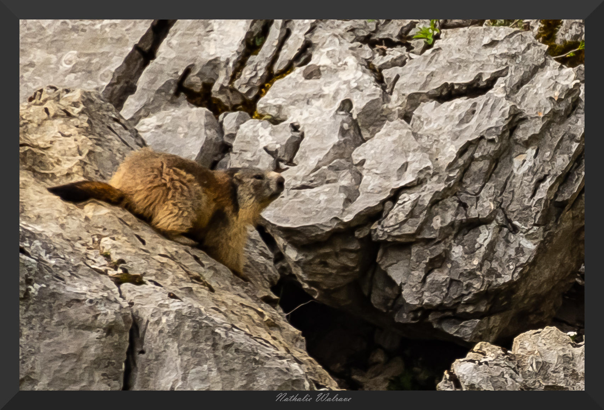 une marmotte