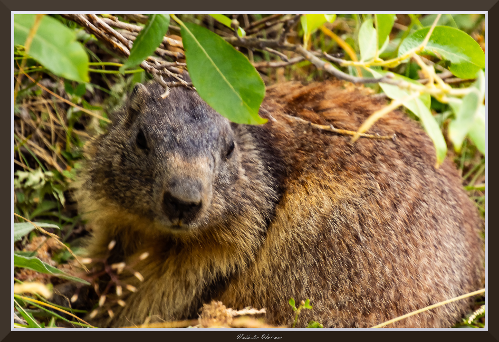 une marmotte