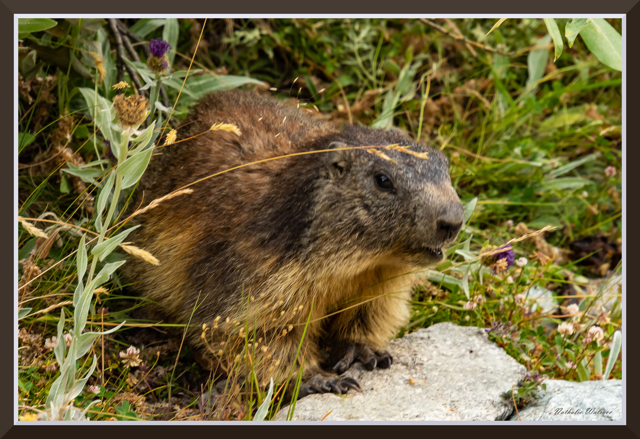 une marmotte