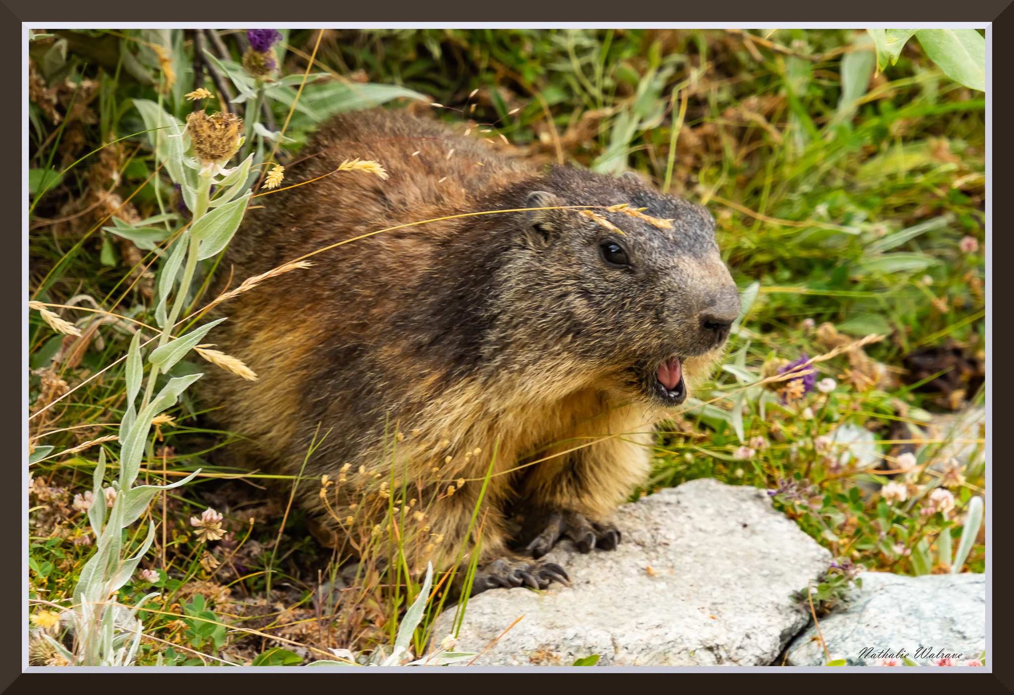 une marmotte