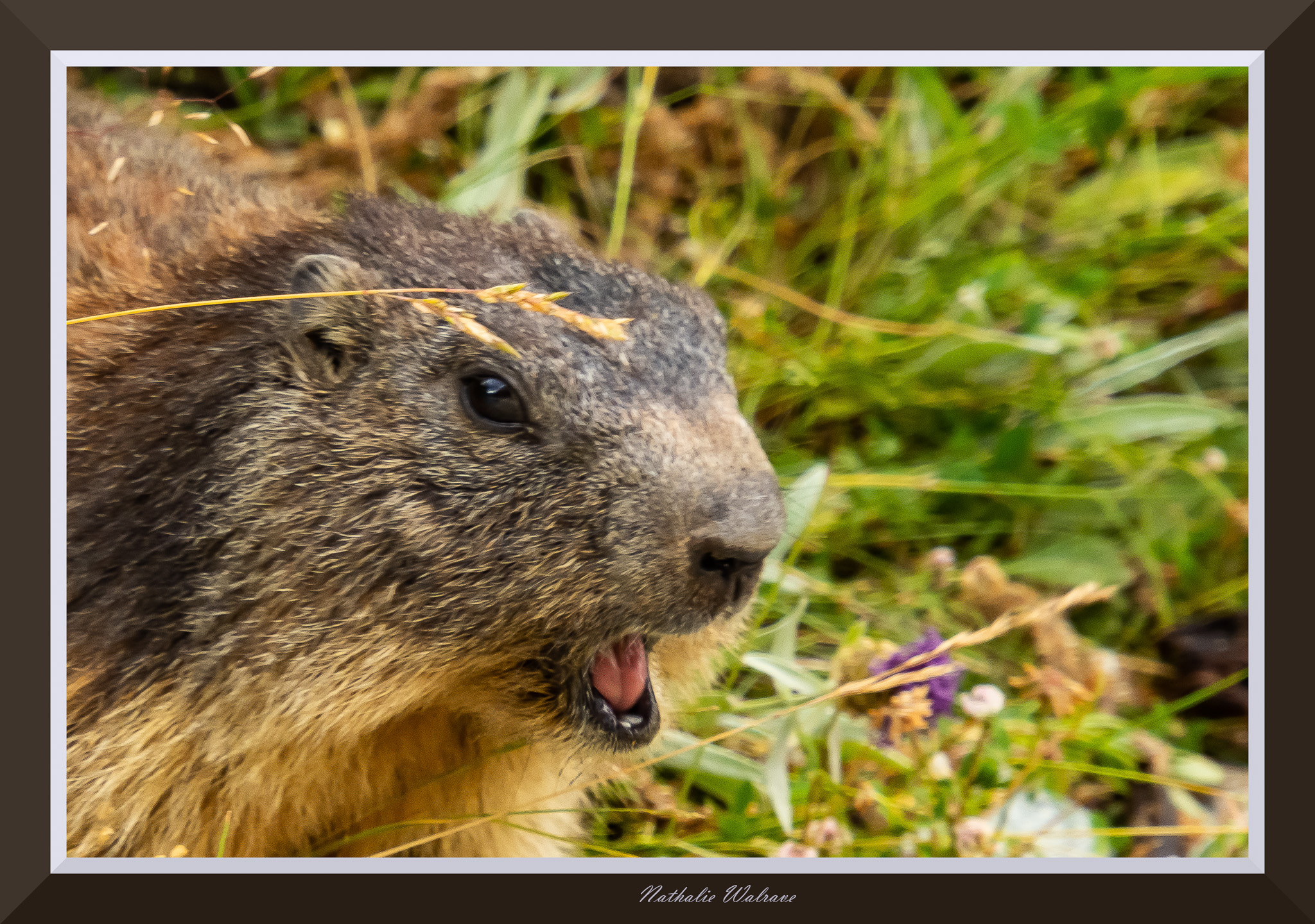 une marmotte