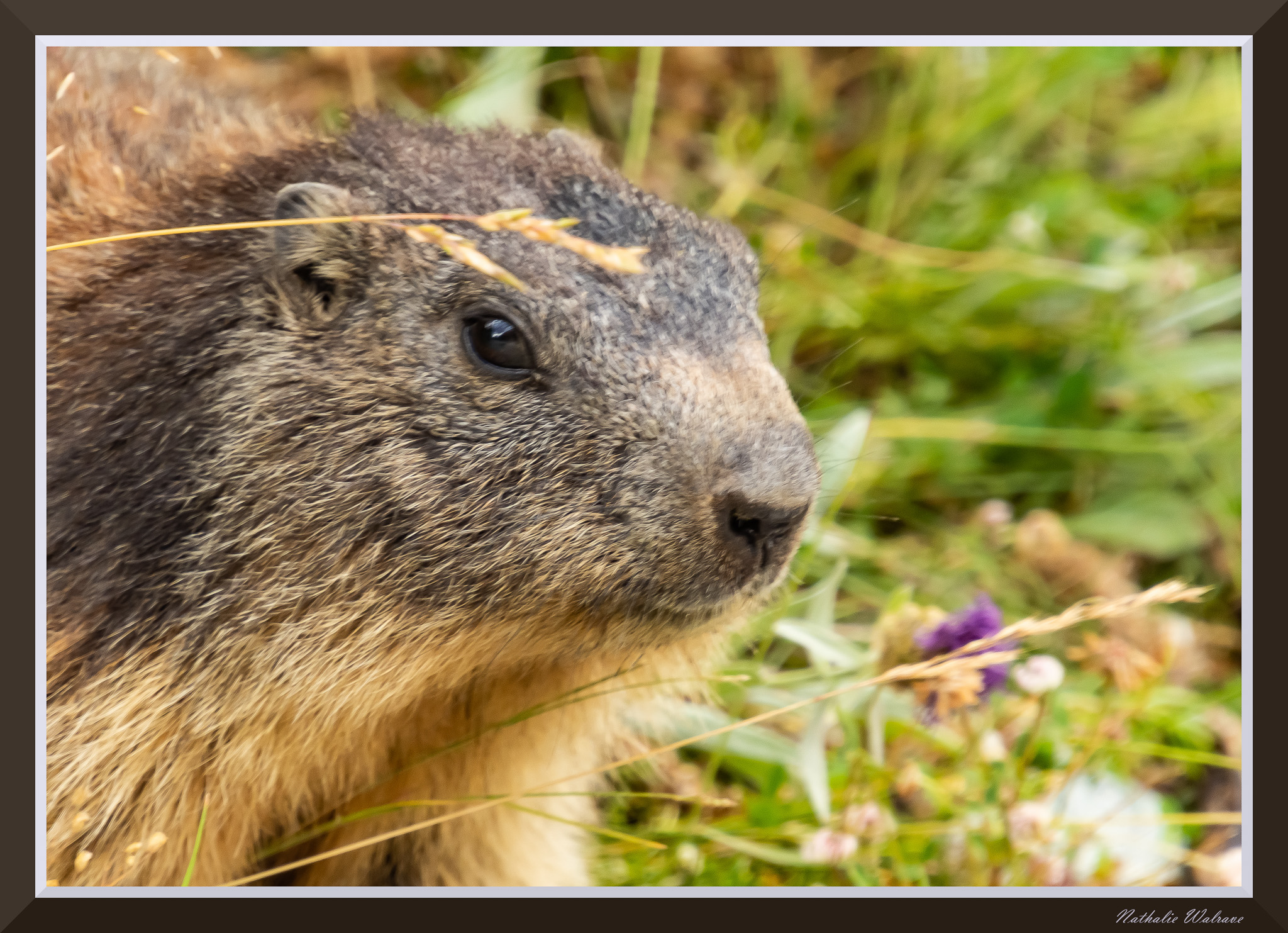 une marmotte