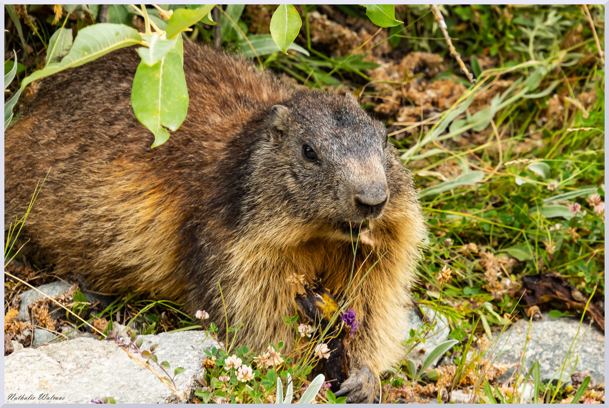 une marmotte