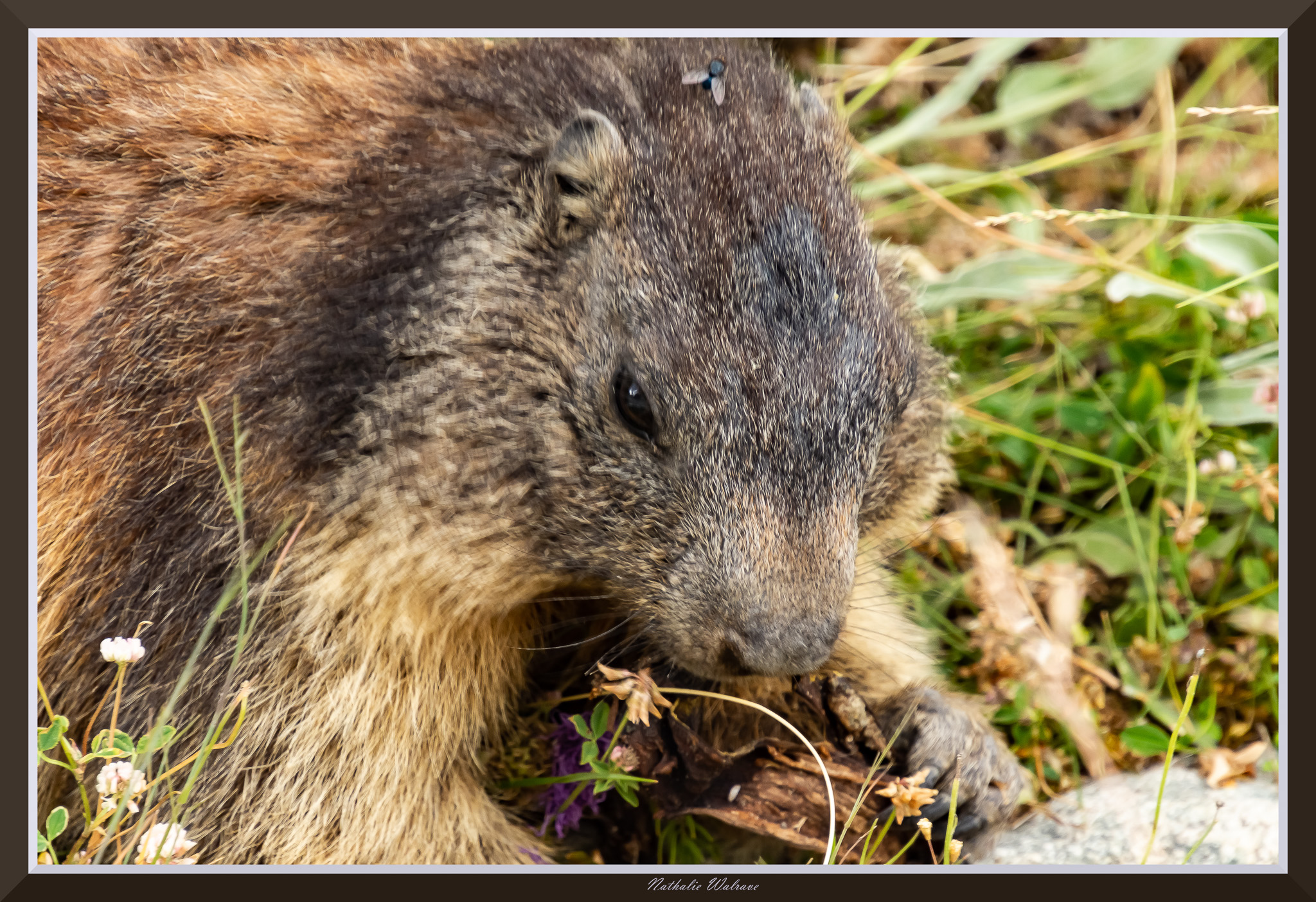 une marmotte