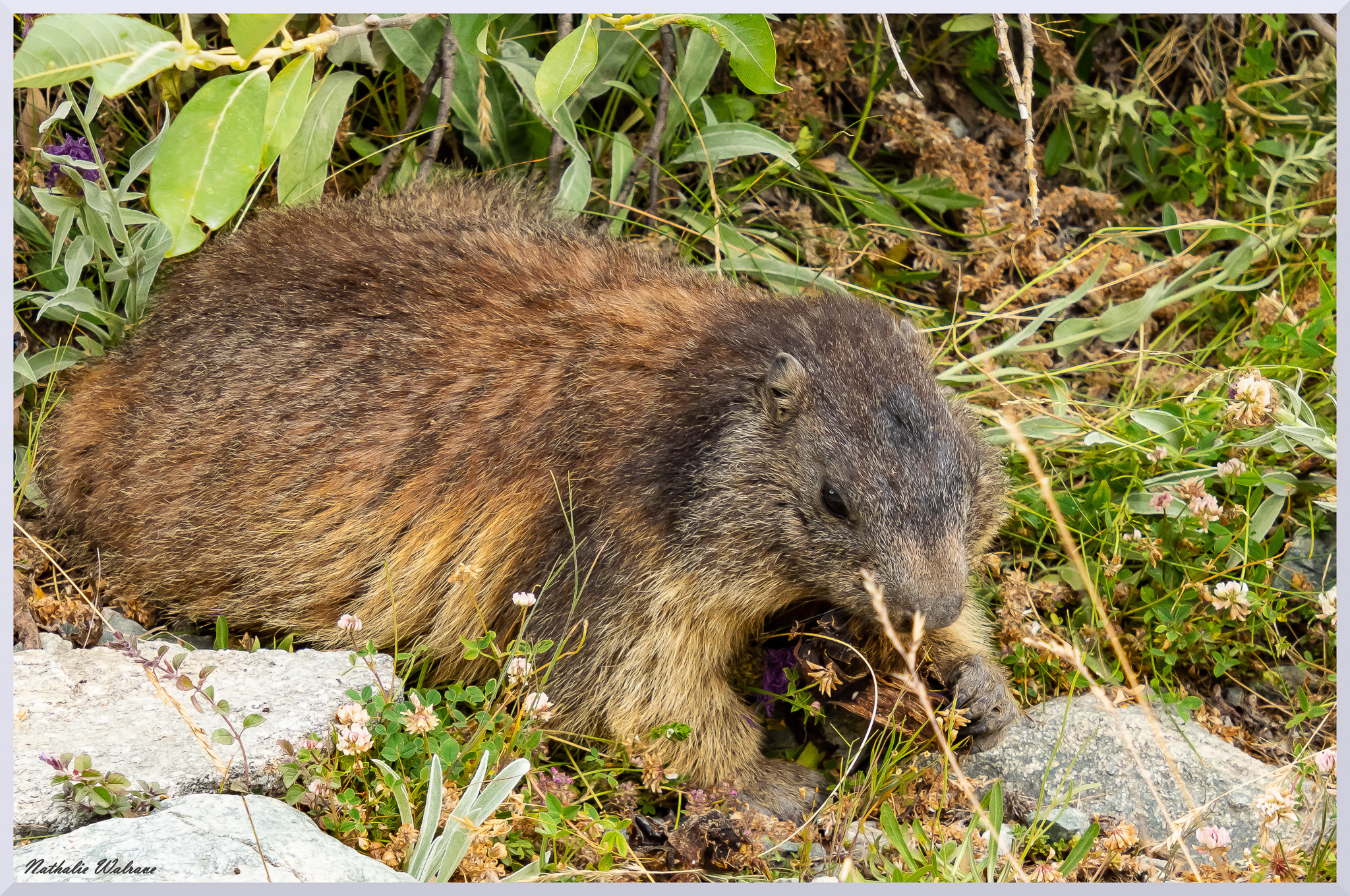 une marmotte