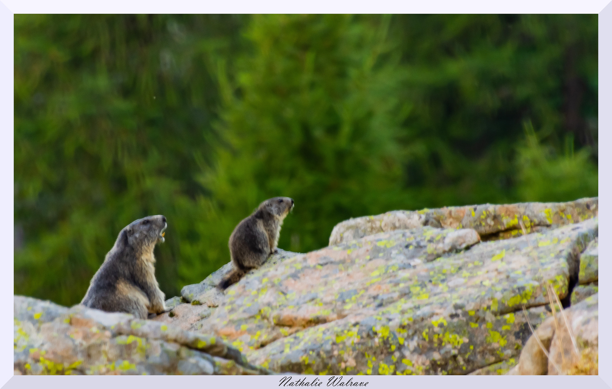 une marmotte