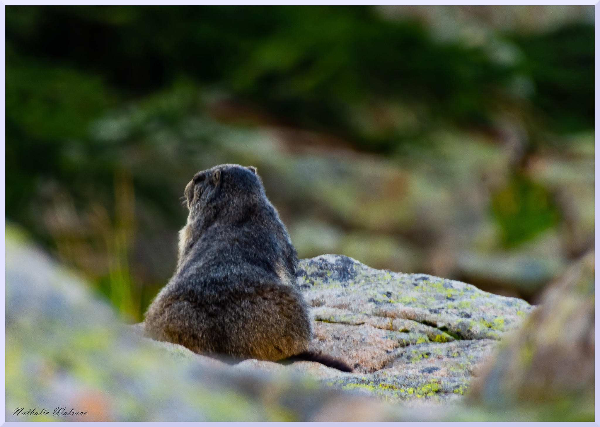 une marmotte