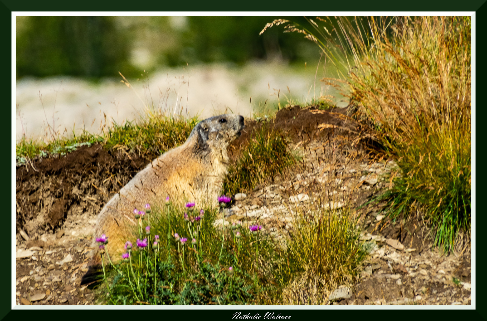 une marmotte