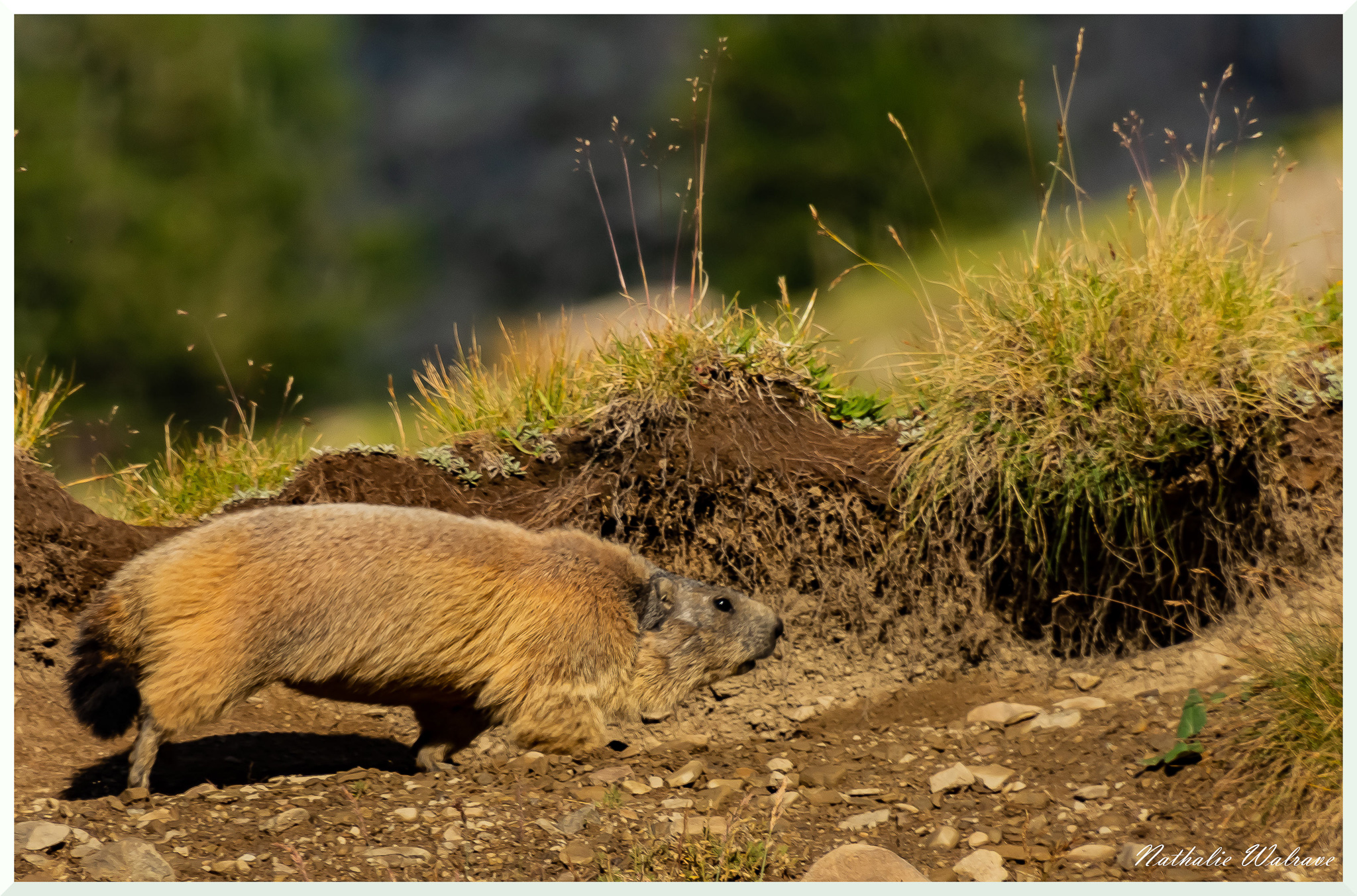 une marmotte