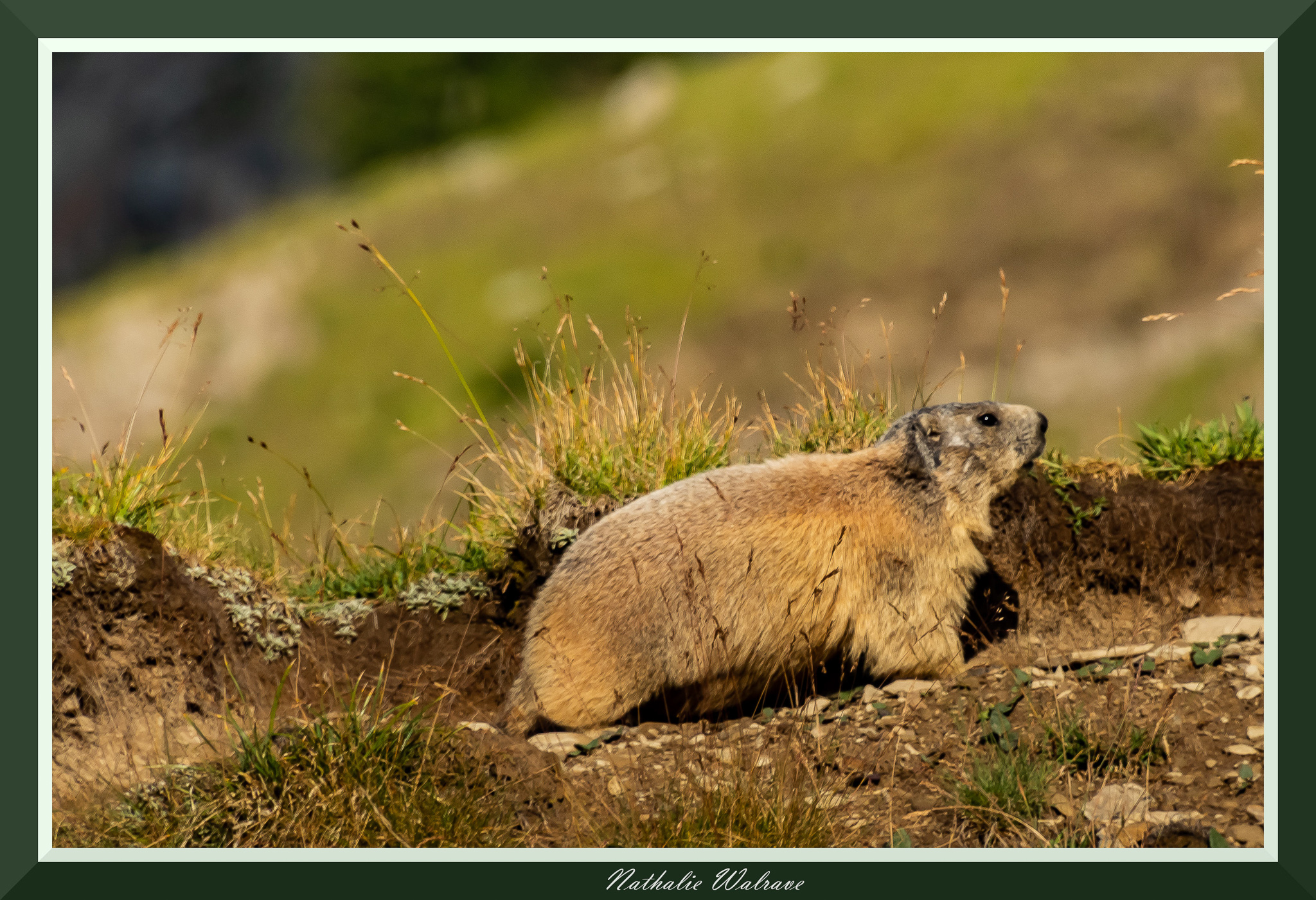 une marmotte