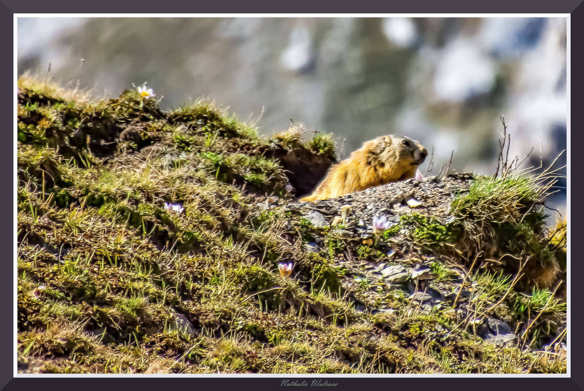 une marmotte