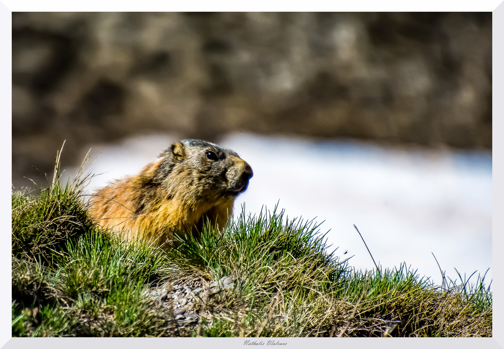 une marmotte