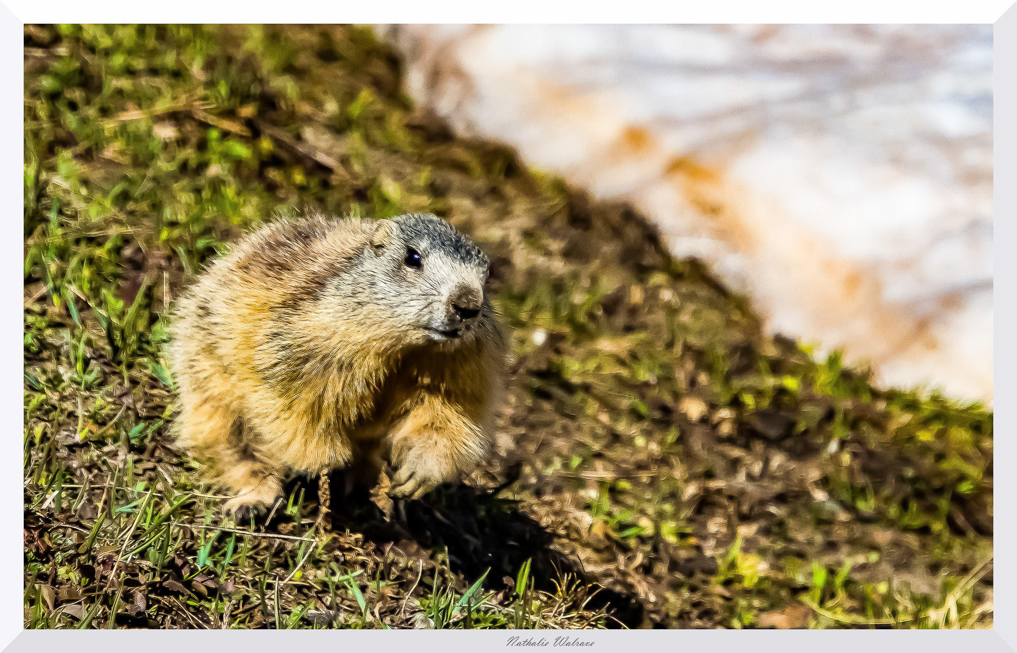 une marmotte