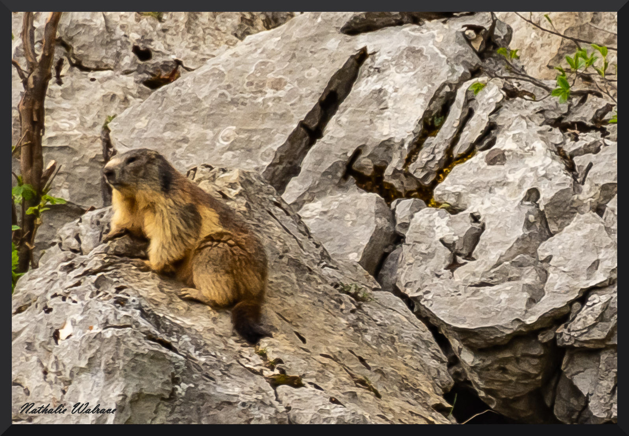 une marmotte