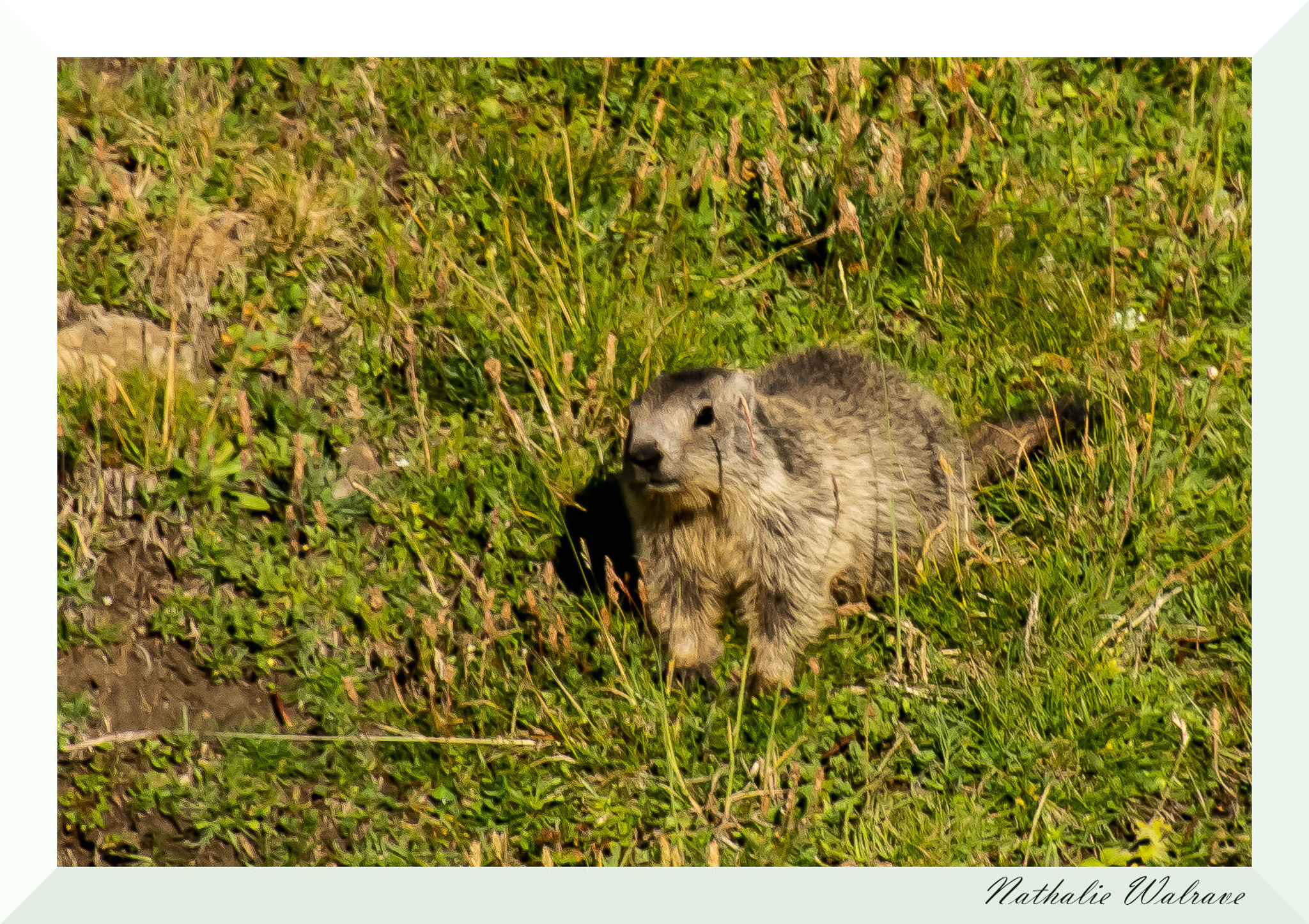 une marmotte