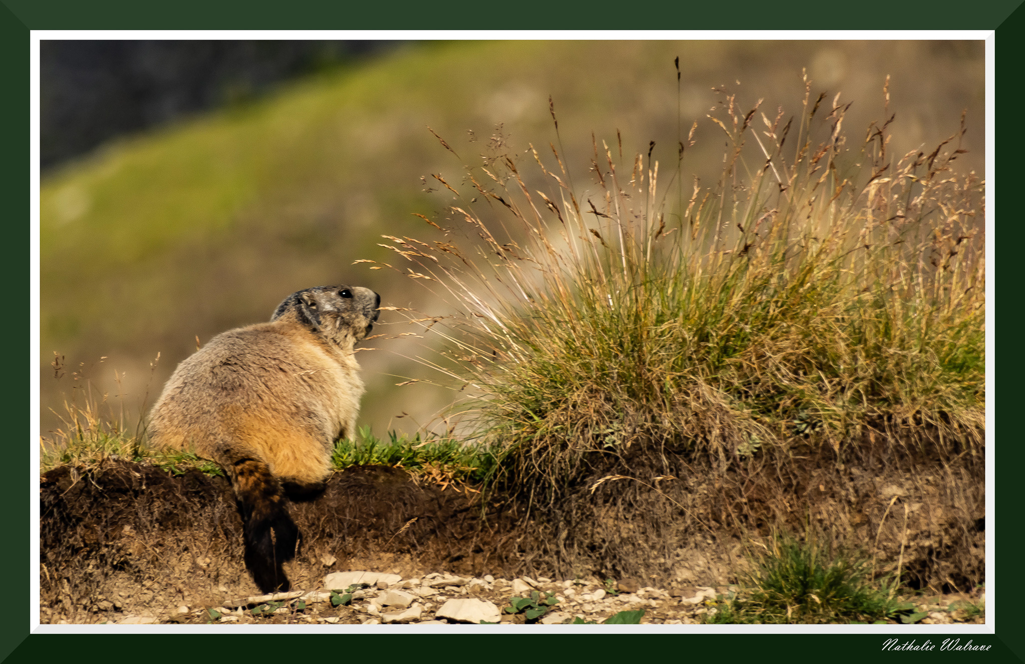 une marmotte