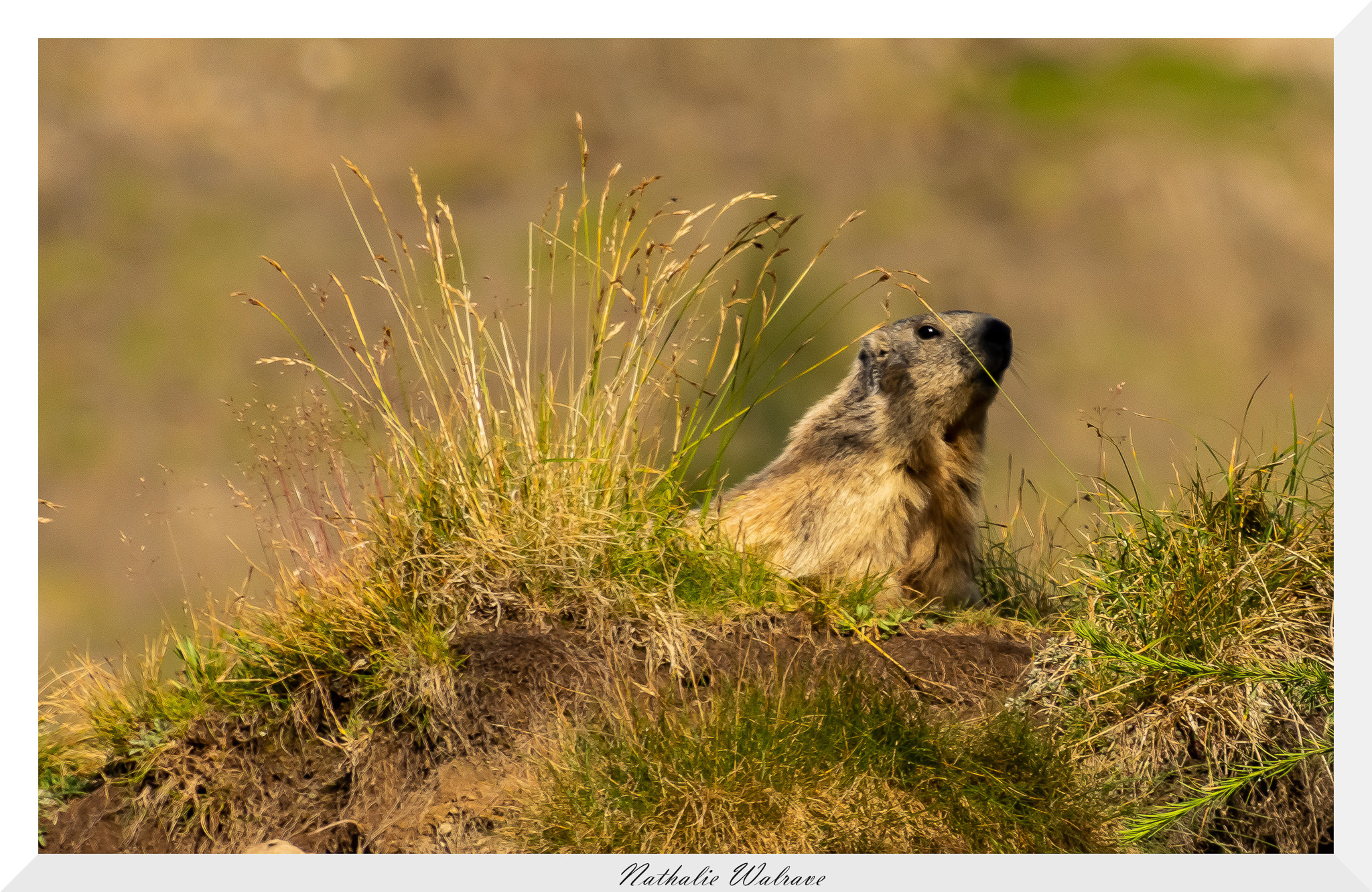 une marmotte