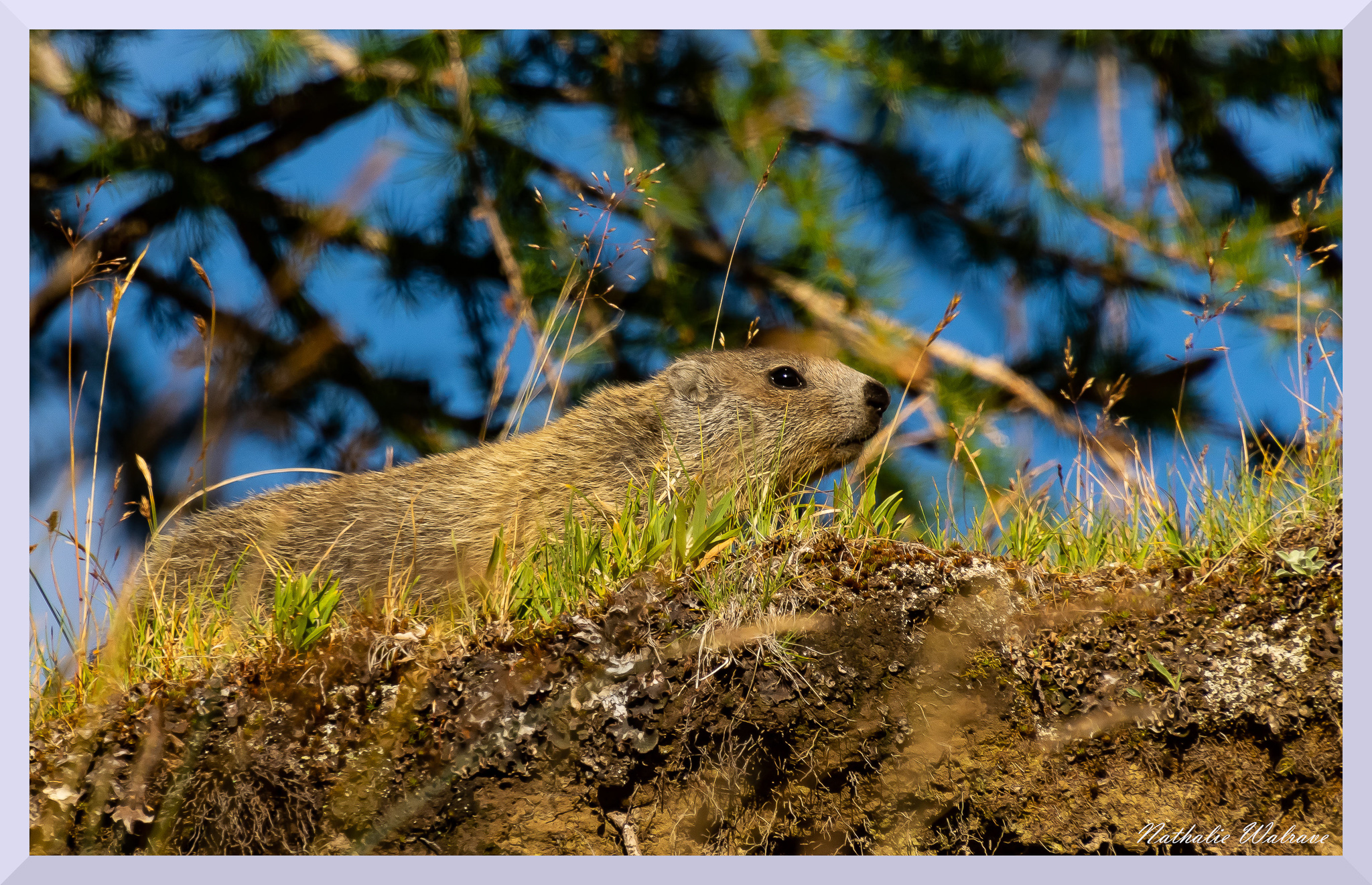 une marmotte