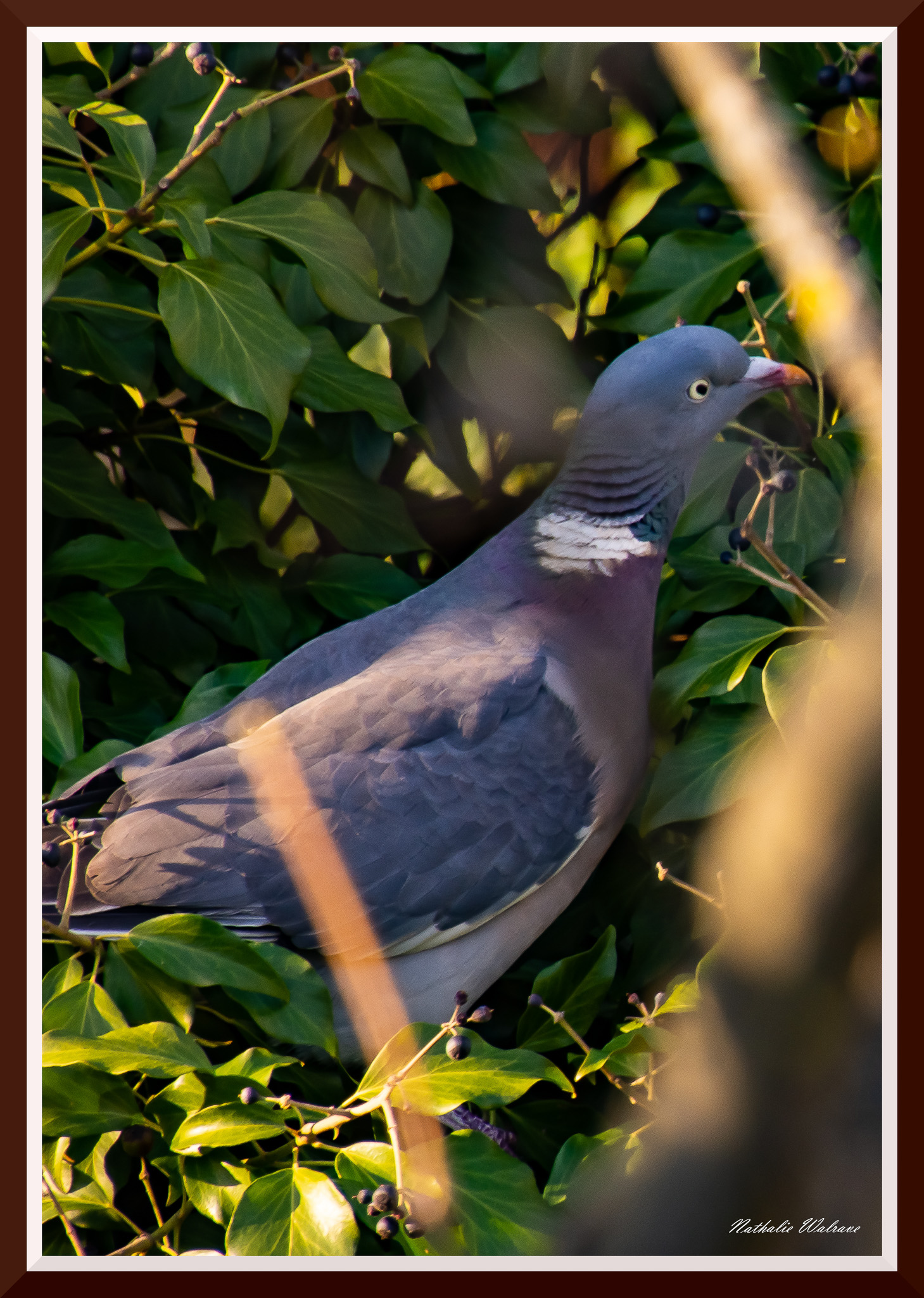 l'oiseau