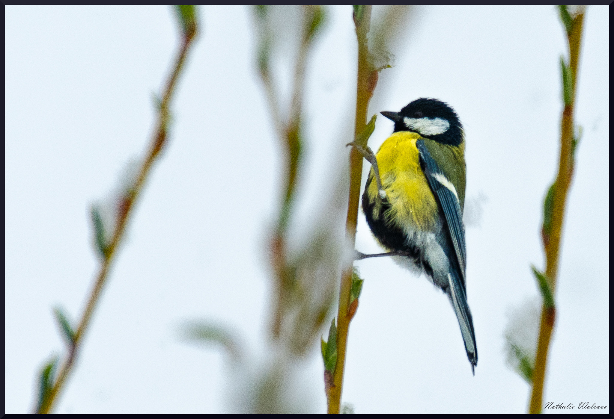 l'oiseau sur la branche