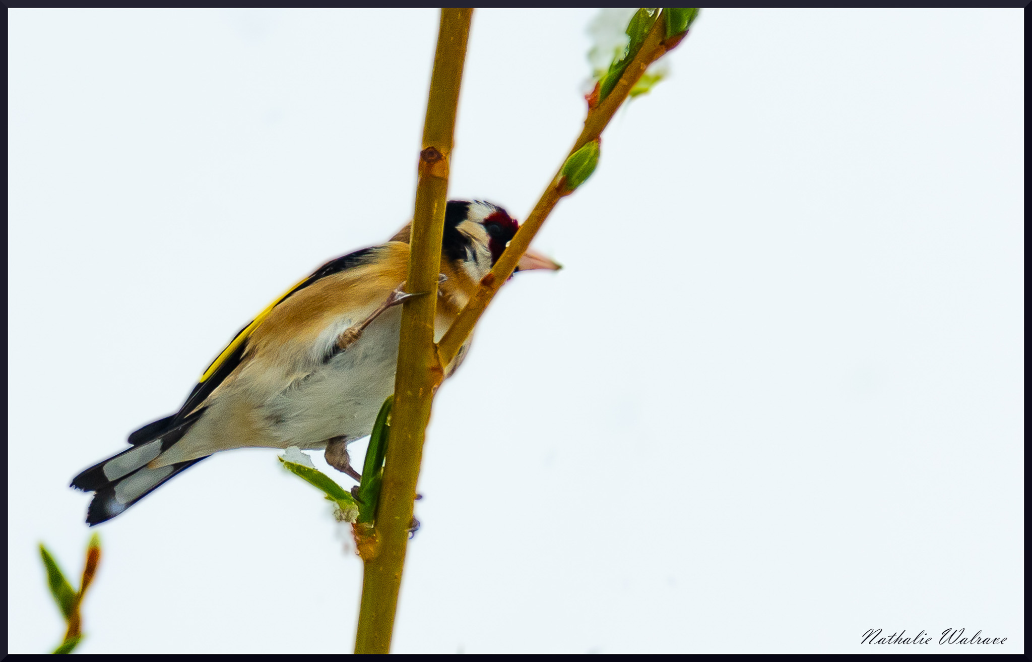 l'oiseau sur la branche