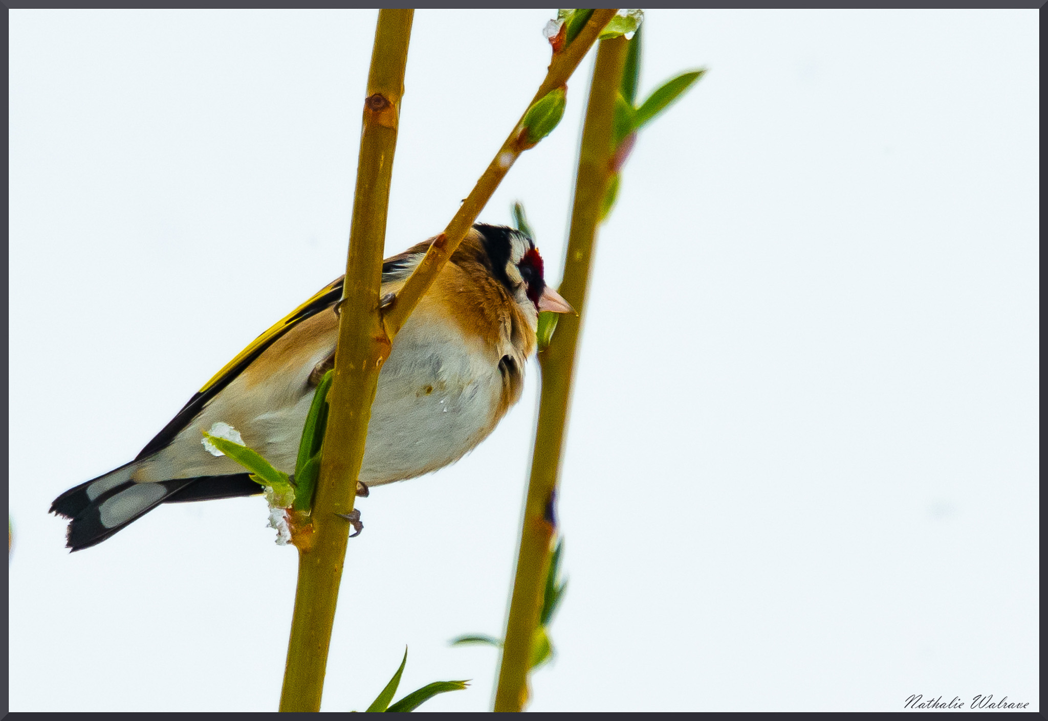 l'oiseau sur la branche