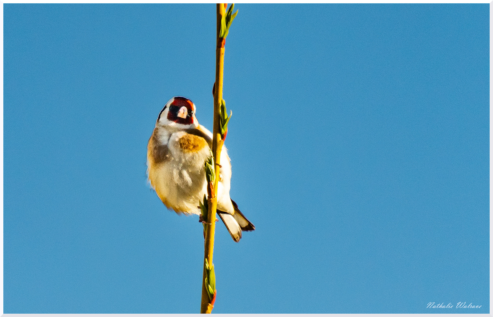 l'oiseau sur la branche