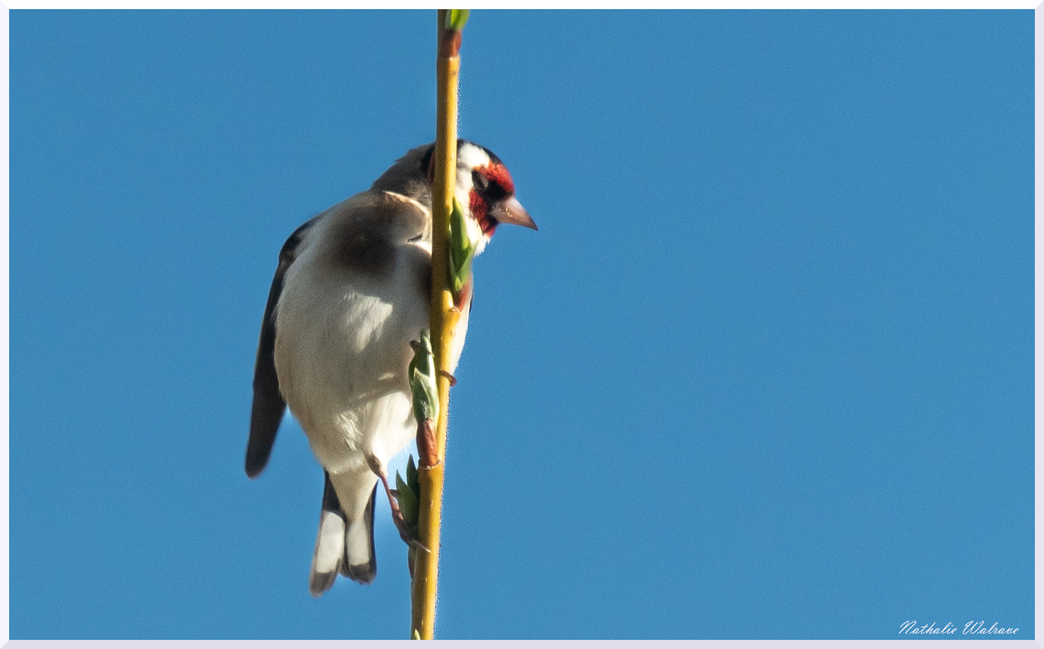 l'oiseau sur la branche