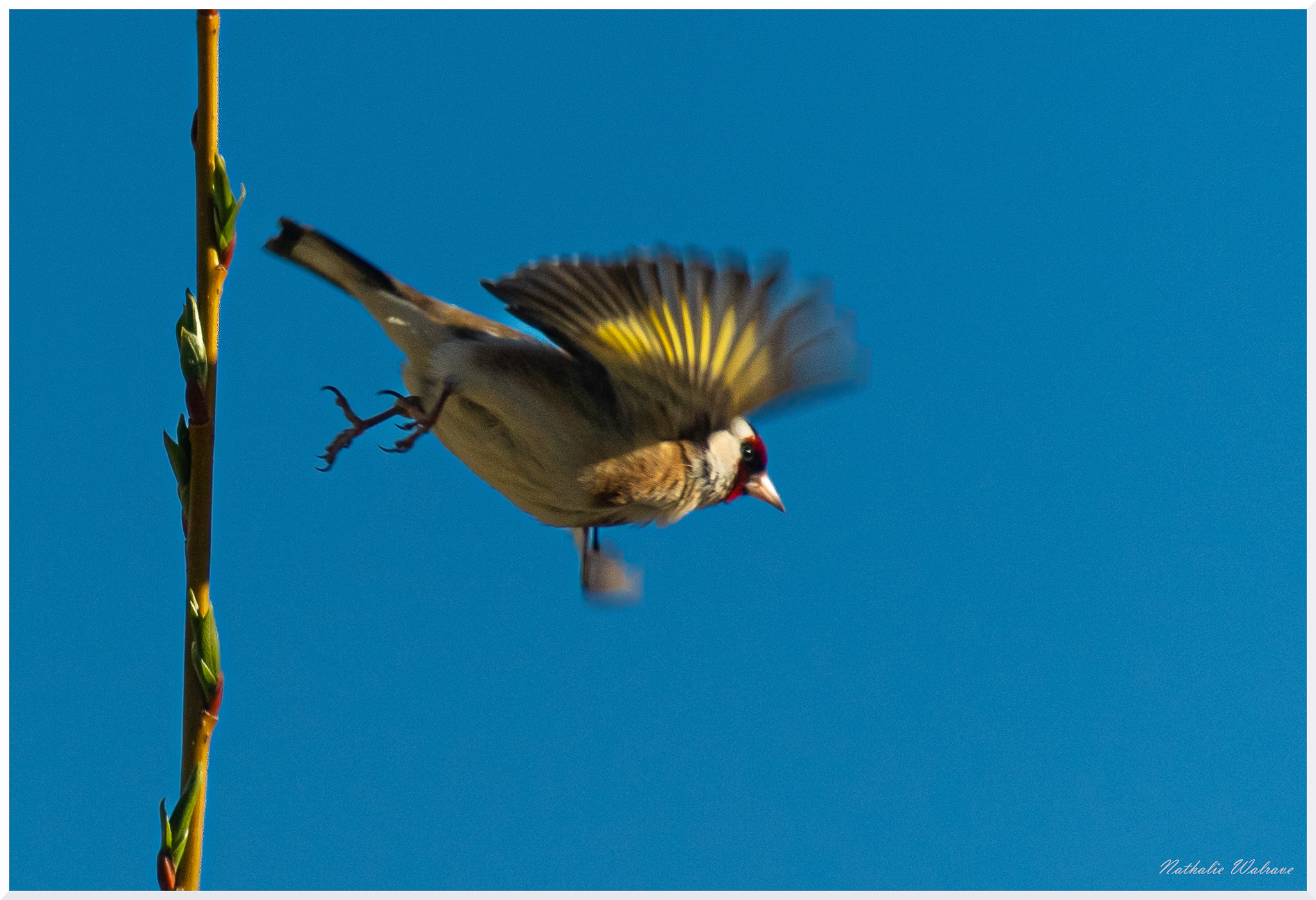 l'oiseau prend son envol