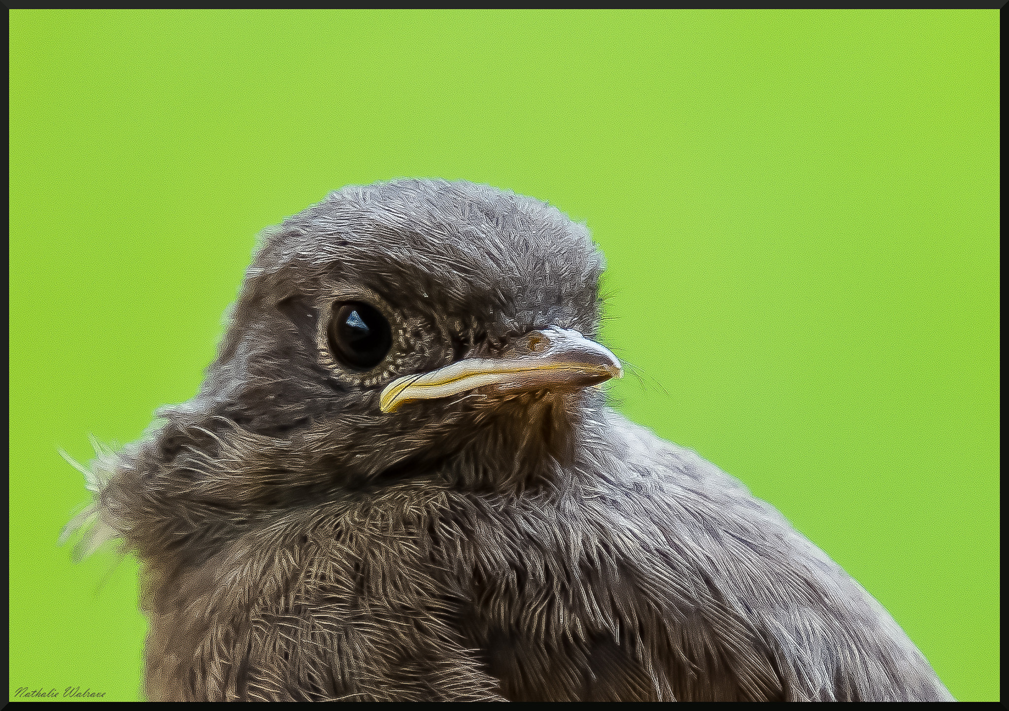 Un oiseau