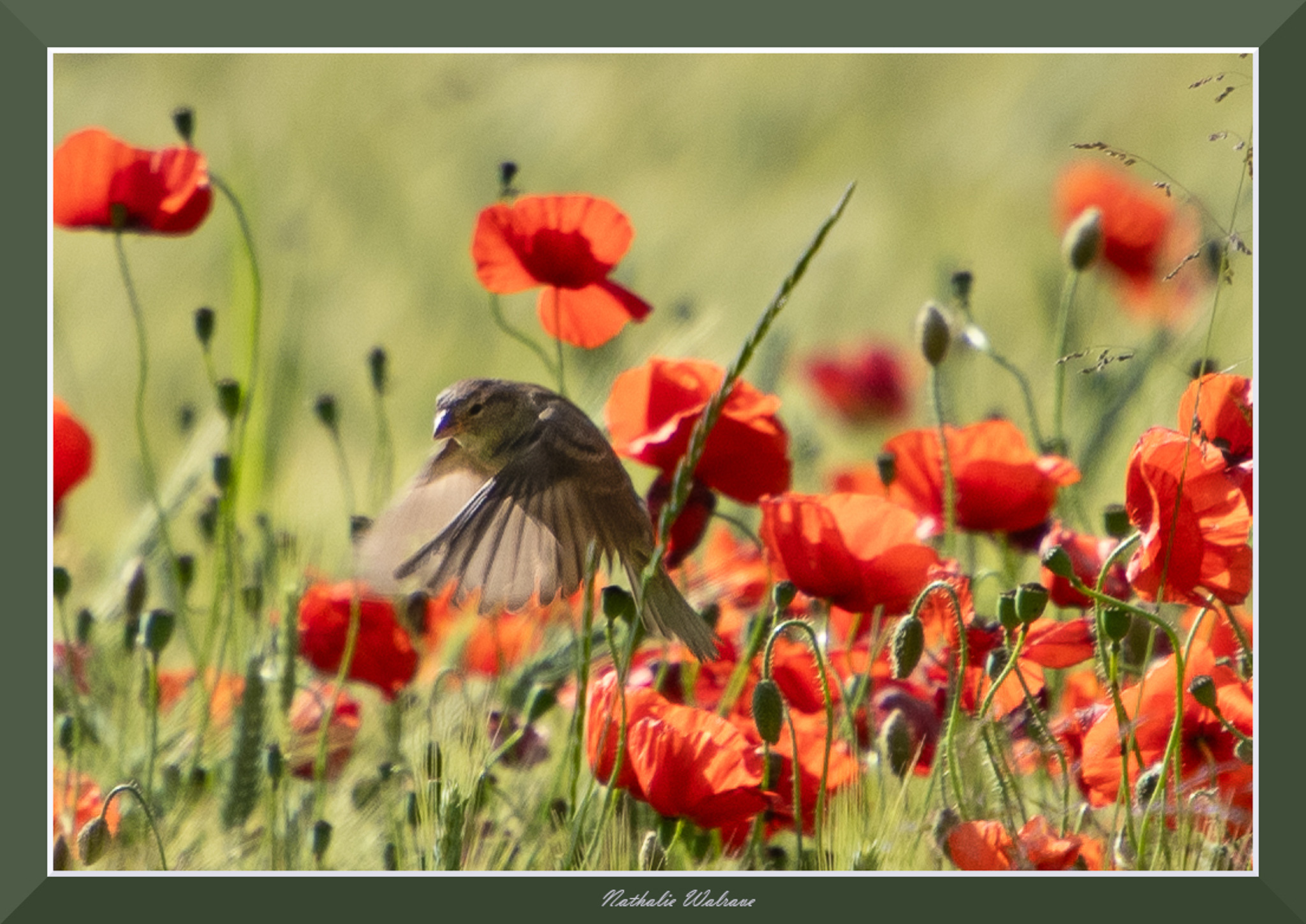 photo d'un oiseau dans un champs de coquelicot