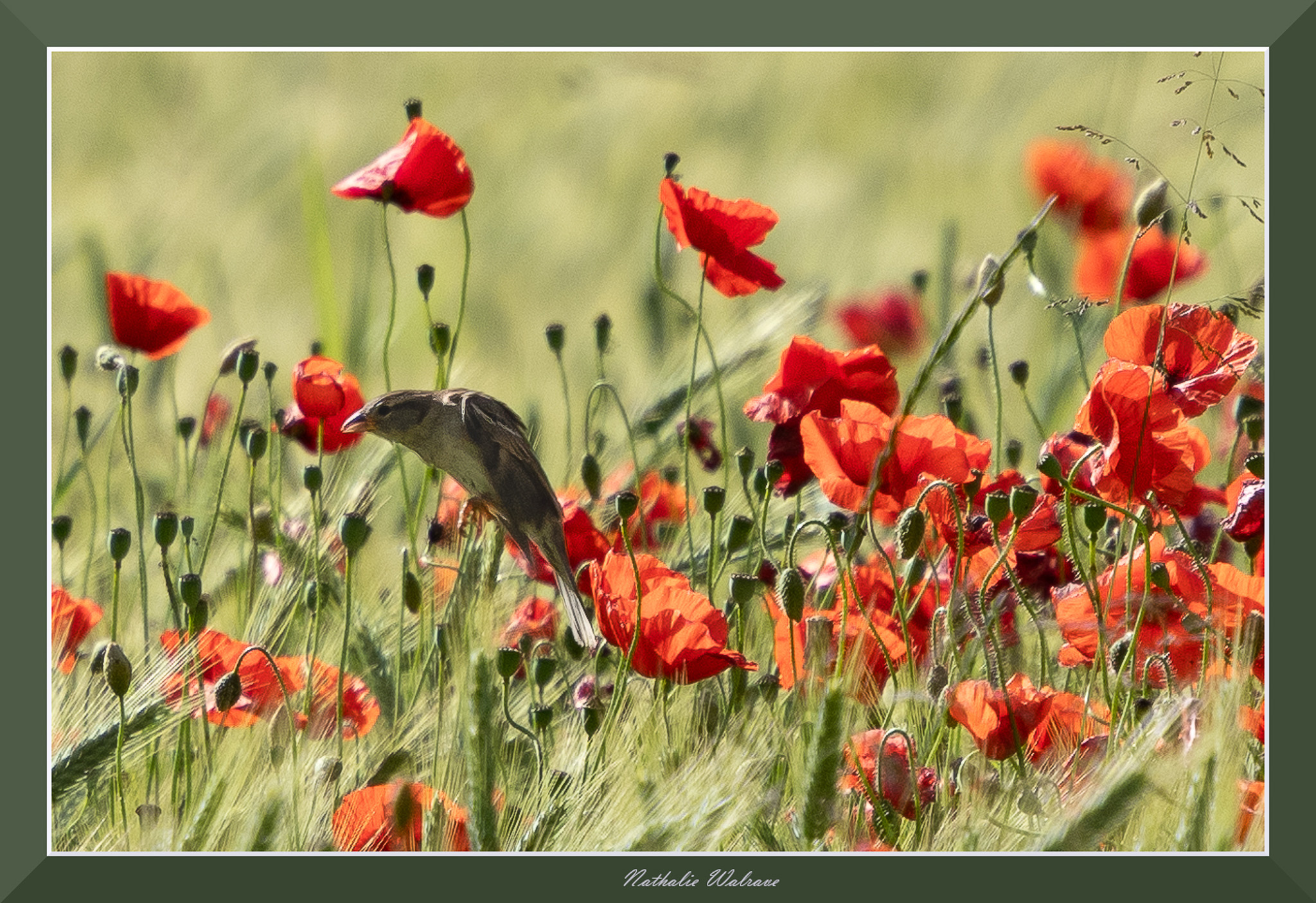 photo d'un oiseau dans un champs de coquelicot