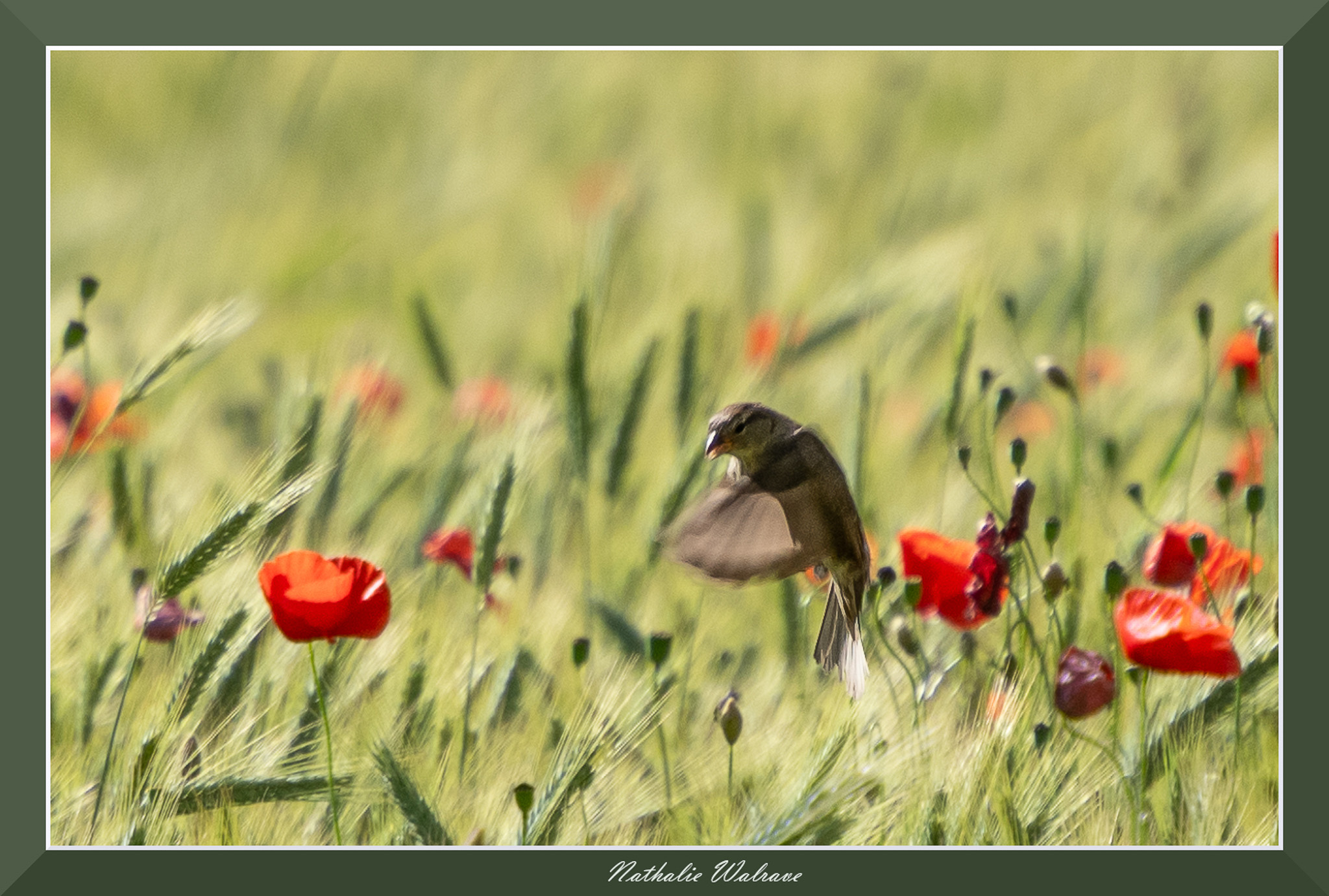 photo d'un oiseau dans un champs de coquelicot