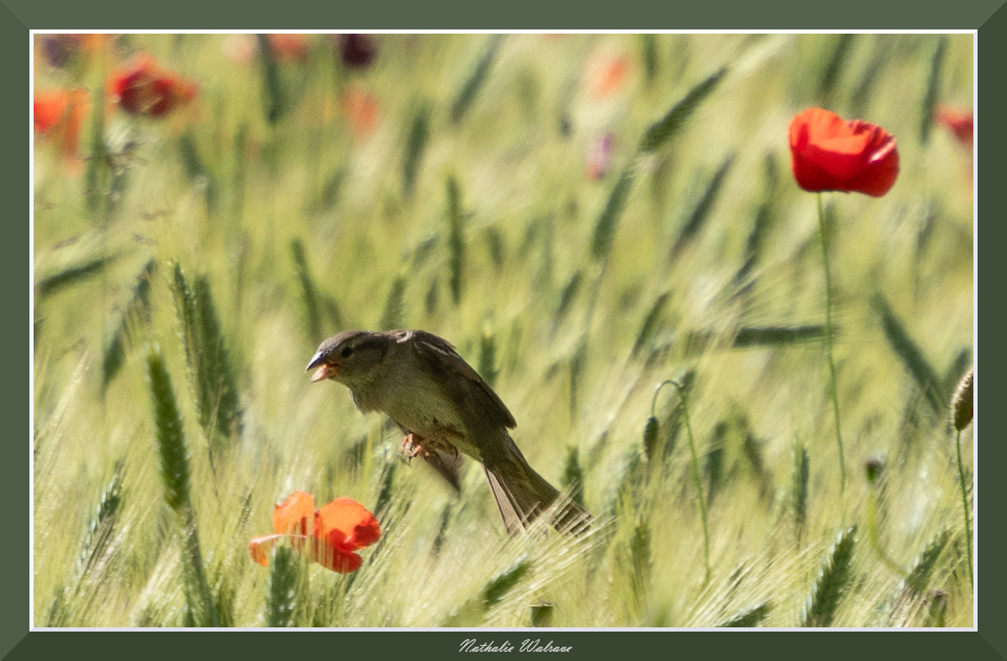 photo d'un oiseau dans un champs de coquelicot