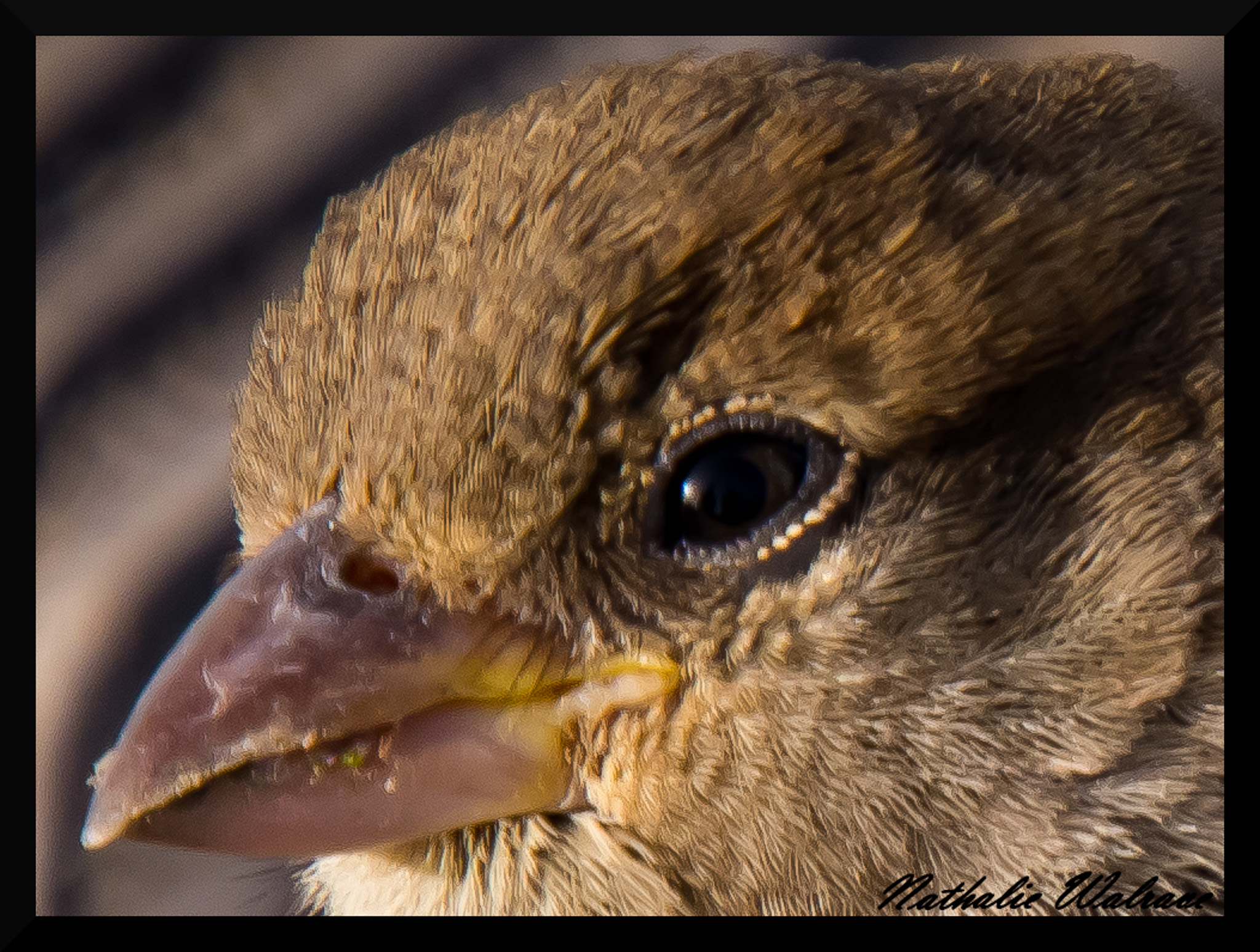 l'oiseau