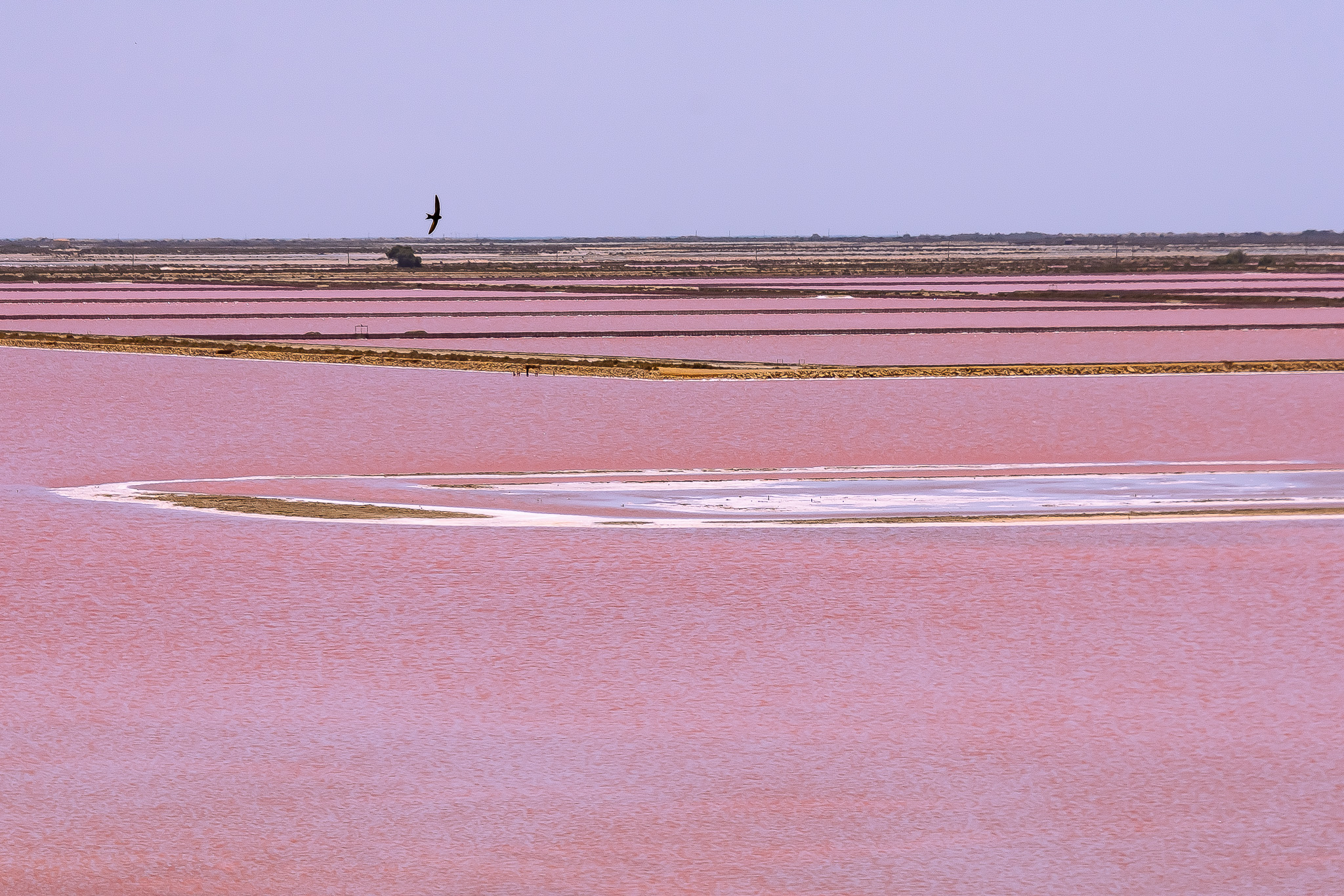 marais salants rose